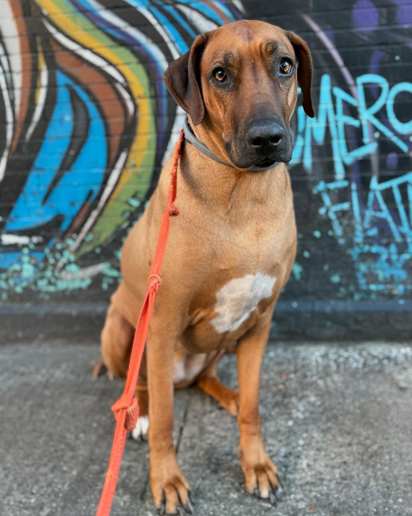 First Photo Dump Of The Year #2025#dogwalker#houndboundnyc