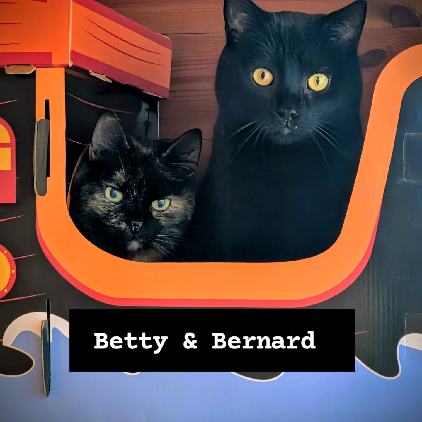 New Residents Alert! ๐พ
We have some very special news at The Moorhead Bed and Breakfast! Please join us in giving a warm (but socially distanced) welcome to our newest team members: Betty and Bernard. ๐ฟ
Rescued from the wonderful folks at @RSPCAShropshire, Betty and Bernard are "semi-feral" explorers. While they might not be joining you for tea in the lounge or looking for belly rubs just yet, theyโve already made themselves right at home keeping a watchful eye over our gardens and outbuildings.
Why Semi-Feral?
These beautiful cats prefer the "great outdoors" lifestyle. By providing them with a safe territory, regular meals, and a cozy place to sleep, weโre giving them the freedom they love with the security they deserve.
What to expect during your stay:
The "Peek-a-Boo" Experience: You might spot a pair of ears in the tall grass or a tail disappearing around the barn.
The Natural Look: They are our official (and very adorable) pest control officers.
Respect their Space: They are still learning to trust humans, so we ask guests to admire them from a distance.
We are so happy to support the RSPCA Shropshire branch in their mission to find homes for all kinds of catsโeven the ones who prefer the stars to the sofa. ๐โจ
Welcome home, Betty and Bernard!
#TheMoorheadBB #RSPCAShropshire #GardenCats #RescueCats #BedAndBreakfast ShropshireLife BarnCats BettyAndBernard SupportLocalRescue