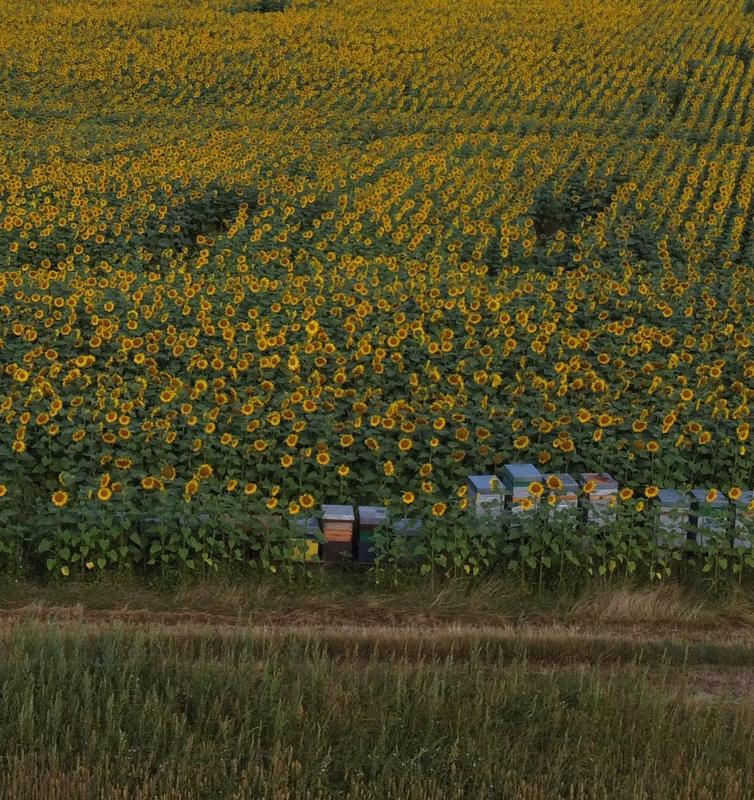 En cette belle journée mondiale de la #biodiversite, nous vous partageons une jolie image de nos ruches implantées non loin de nos parcelles de tournesol et thym de #PMA28 🐝🌻
💡Le saviez-vous ?
Parce que l’avenir et la protection des #pollinisateurs nous importent depuis longtemps, nous avons installé depuis quelques années de nombreuses ruches aux abords de nos parcelles.
💛 En partenariat avec Jocelyne Leroy, #apicultrice eurelienne, les abeilles reçoivent protection et soin, en échange de leur précieux nectar ! 🍯
Ancrée dans nos engagements #RSE, notre objectif de protection de la nature et de la #biodiversité est concret, notamment grâce à la certification #HVE de l’exploitation sur lesquelles elles sont implantées.
