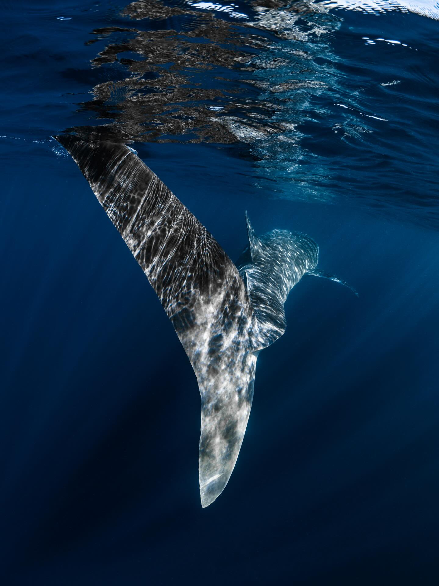 And just like that… we’re back. Whale shark season 2026 has begun!
Book now .. see you soon 💙
@ollieclarkephoto
#whalesharkseason #swimwithwhalesharks #exmouth #ningalooreef #australiascoralcoast