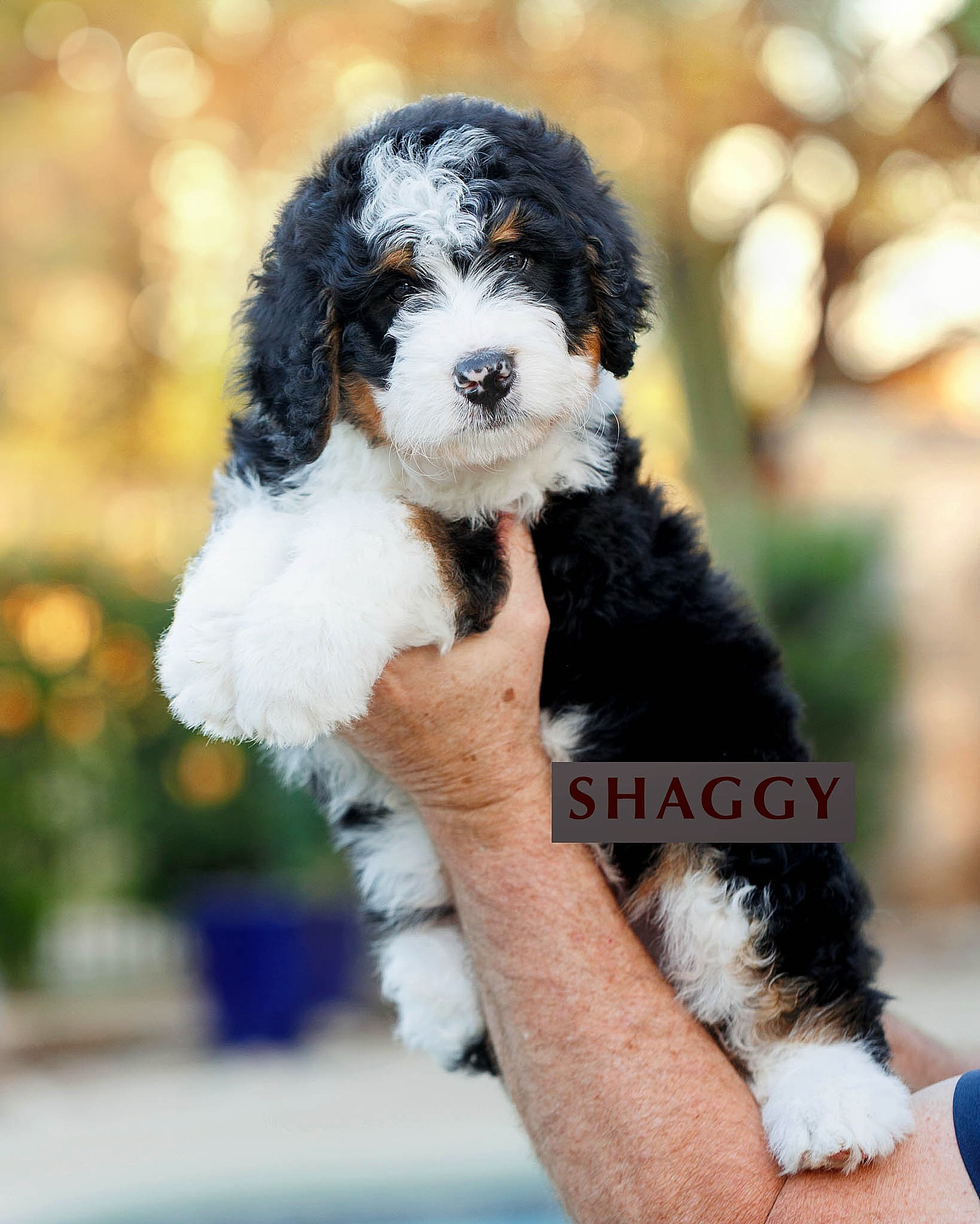7 WEEKS OLD! We did temperament testing on Friday and all of our families have officially made their puppy selections. This is honestly one of my favorite days of every litter. 💖 Watching those perfect matches come together is the best. When families understand their puppy’s temperament, the transition home is so much smoother than simply picking based on looks.
Now the countdown begins… just one more week until these sweet pups are heading home to their families for all the snuggles.
This week we’ll keep working on the important stuff:
• crate training
• potty training
• introducing the leash
• water play
• individual snuggle time
…and of course their absolute favorite: playtime with the big dogs.
These babies are soaking up every moment of learning, playing, and loving life before their big homecoming next week.