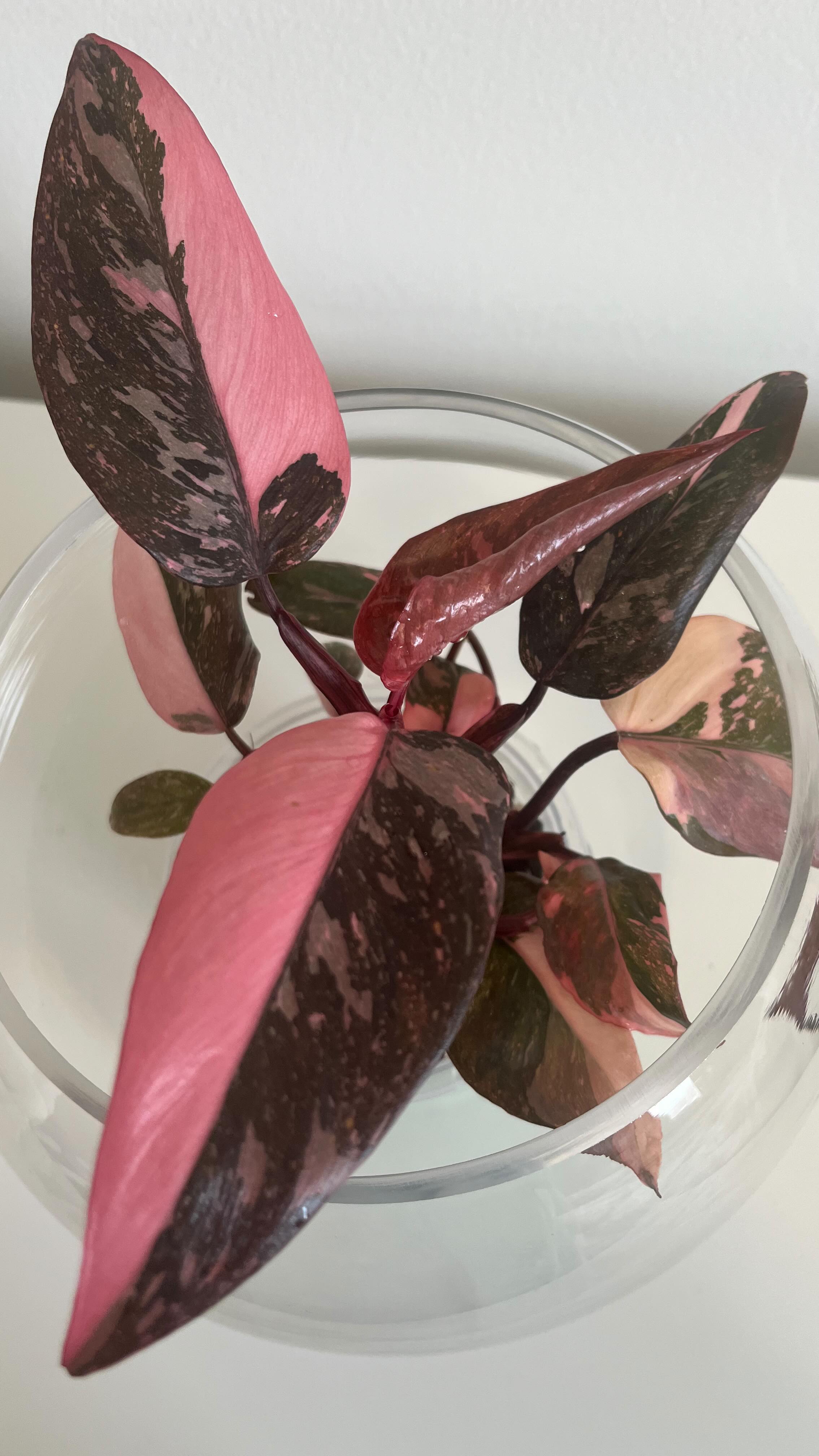 She stayed with me for a little while, a quiet princess in pink and shadow.
She gave me four beautiful new leaves, like little memories she chose to leave behind.
She was happy here… but I know she missed her parents too.
So I’ll let her go back home. I tell myself it’s just a plant… but the silence she leaves says otherwise.
#plantlovers #emotion #goodbye #ottawa
