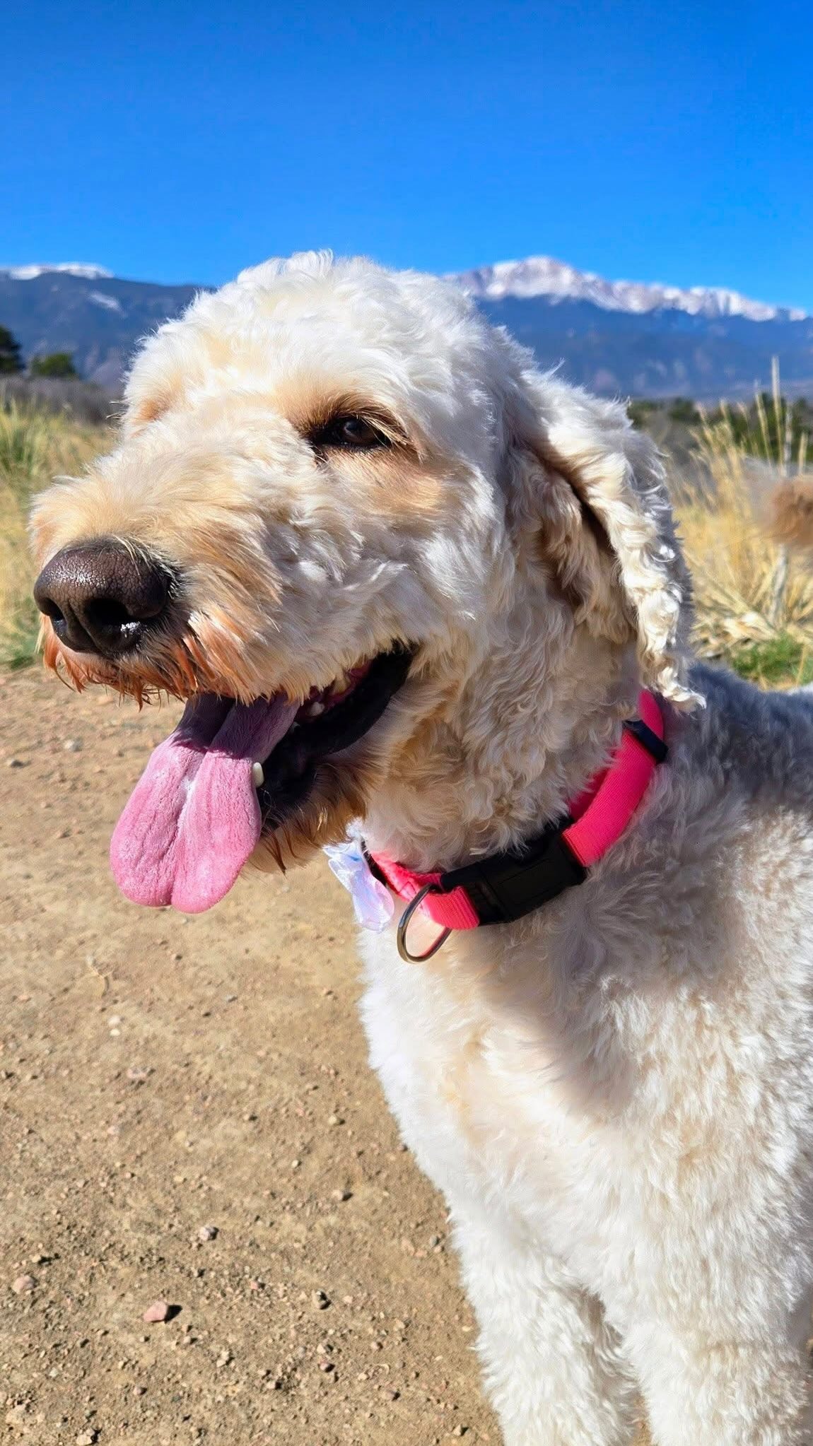 Lilly Bug’s glow up ✨
From a rough start to feeling like herself again — this sweet girl has come such a long way, and it shows in that happy face 🥹
She’s the kind of dog who just wants to be near her people… whether that’s lounging at home, joining you for a walk, or quietly asking for attention with her little head nudge 💕
Lilly Bug is still gaining strength after surgery and will do best in a home that can support her continued recovery. Her easygoing, loving personality already makes her such a special companion.
Now all she needs is her person 🫶
If you are an approved adopter and want to meet Lilly Bug, please contact your adoption coordinator. Or you can fill out an application at mhlrm.com
#labsofinstagram #rescue #milehighlabmission #adopt #denvercolorado