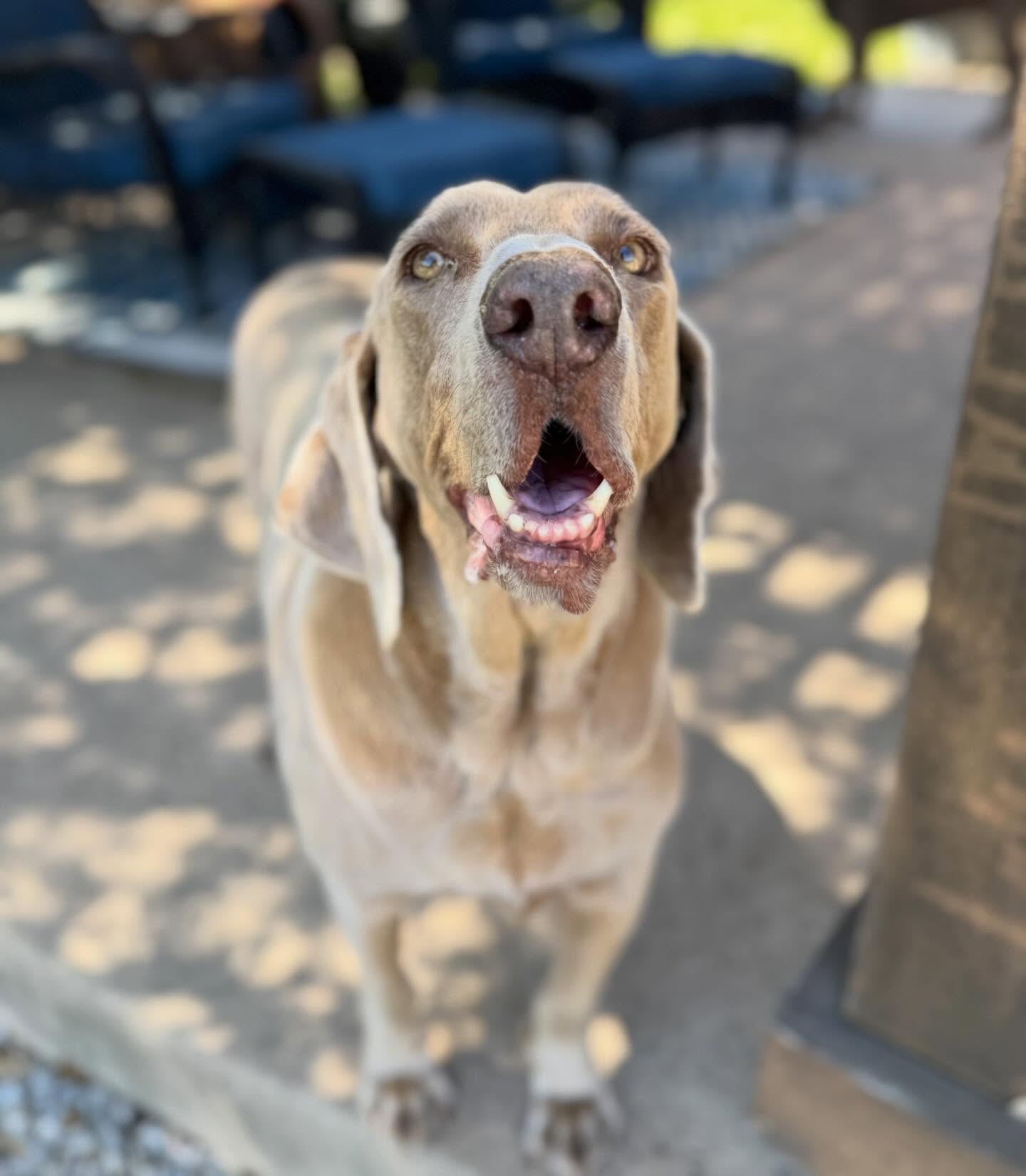 Meet Boomer. He does everything at his own pace and he is completely unbothered about it. Eats slow. Strolls slow. Thinks about things for a while before deciding. But the second I showed up? Pure joy. Tail going, runs right over, whole body happy. Some dogs just make you feel like the best part of their day, and this guy has that gift. So glad I get to be part of his. 🐾
#atx #cedarpark #leander #petsitter #dogsofinstagram