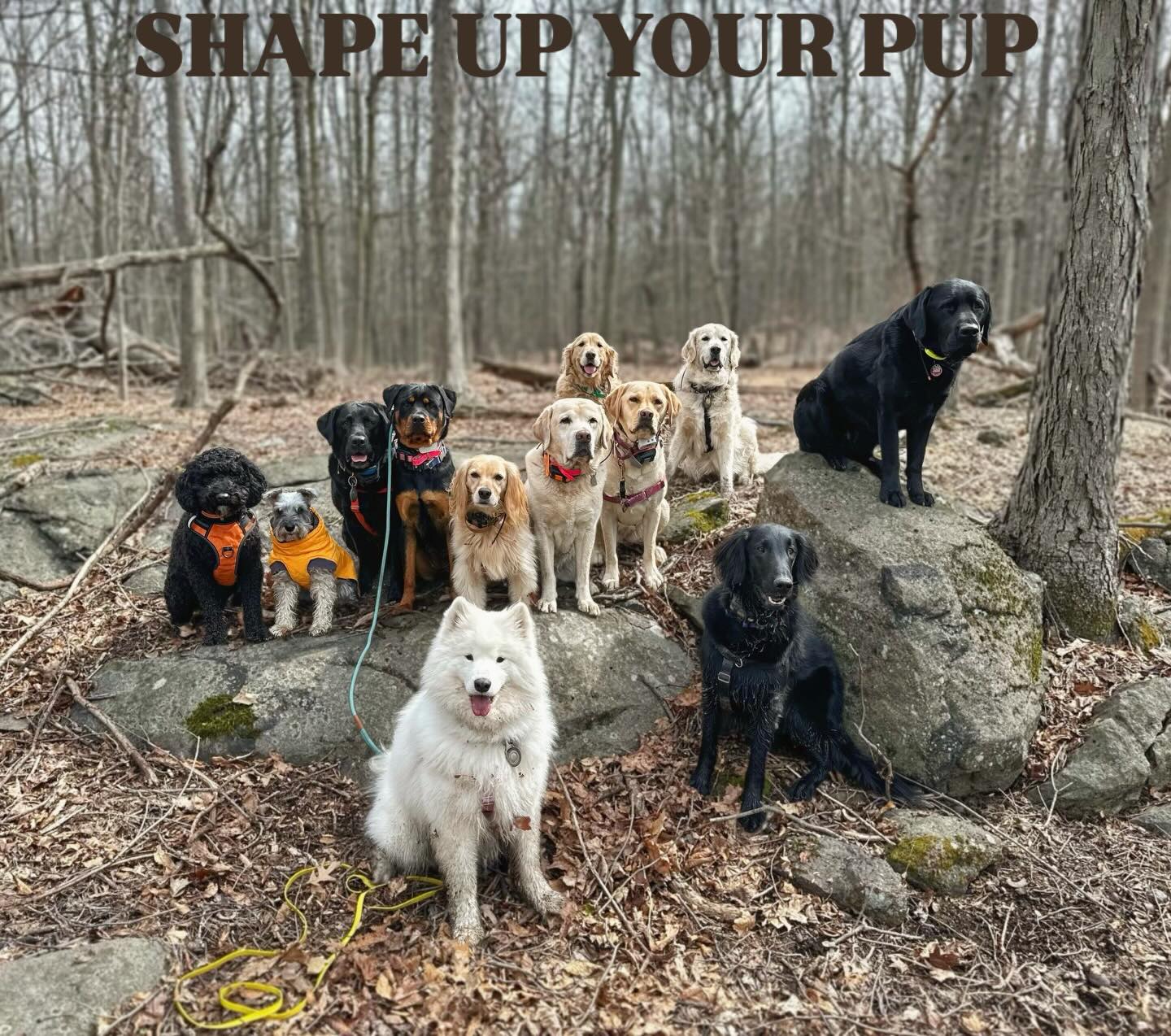 This months SUYP Magazine Exclusive : Mountains, Mud & Mastery 🏔️🐶✨