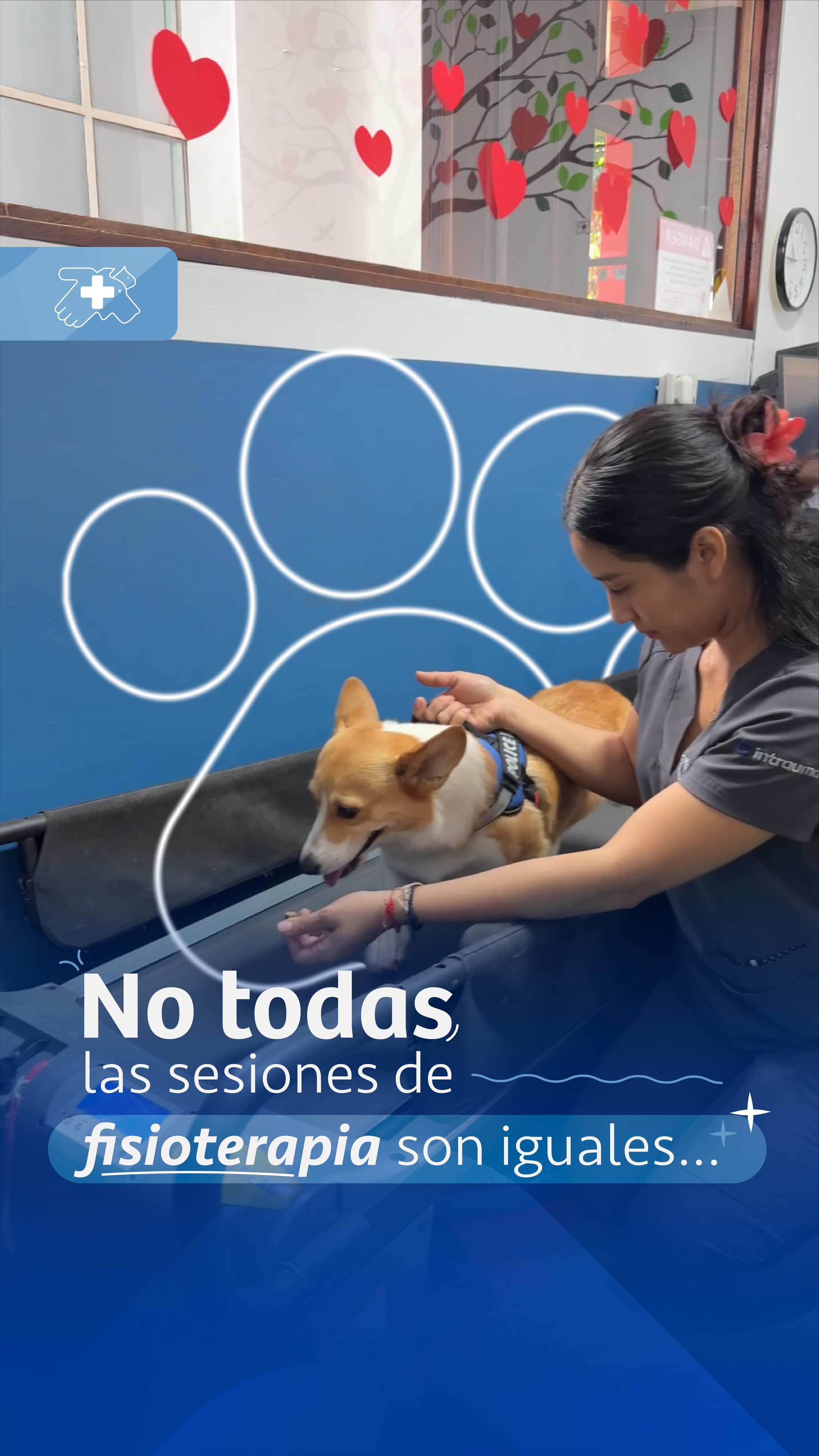 Cada paciente avanza a su ritmo 🐈🐶
La fisioterapia veterinaria se adapta según la etapa en la que se encuentran nuestros pacientes
Es por eso que no todas las sesiones son iguales, los ejercicios cambian según la evolución de cada paciente y la etapa en la que se encuentren✨
Algo clave, es el trabajo en casa. Realizar los ejercicios indicados por nuestro equipo son fundamentales para una recuperación más rápida y efectiva.
En rehabilitación la constancia y el seguimiento hacen la diferencia 💙