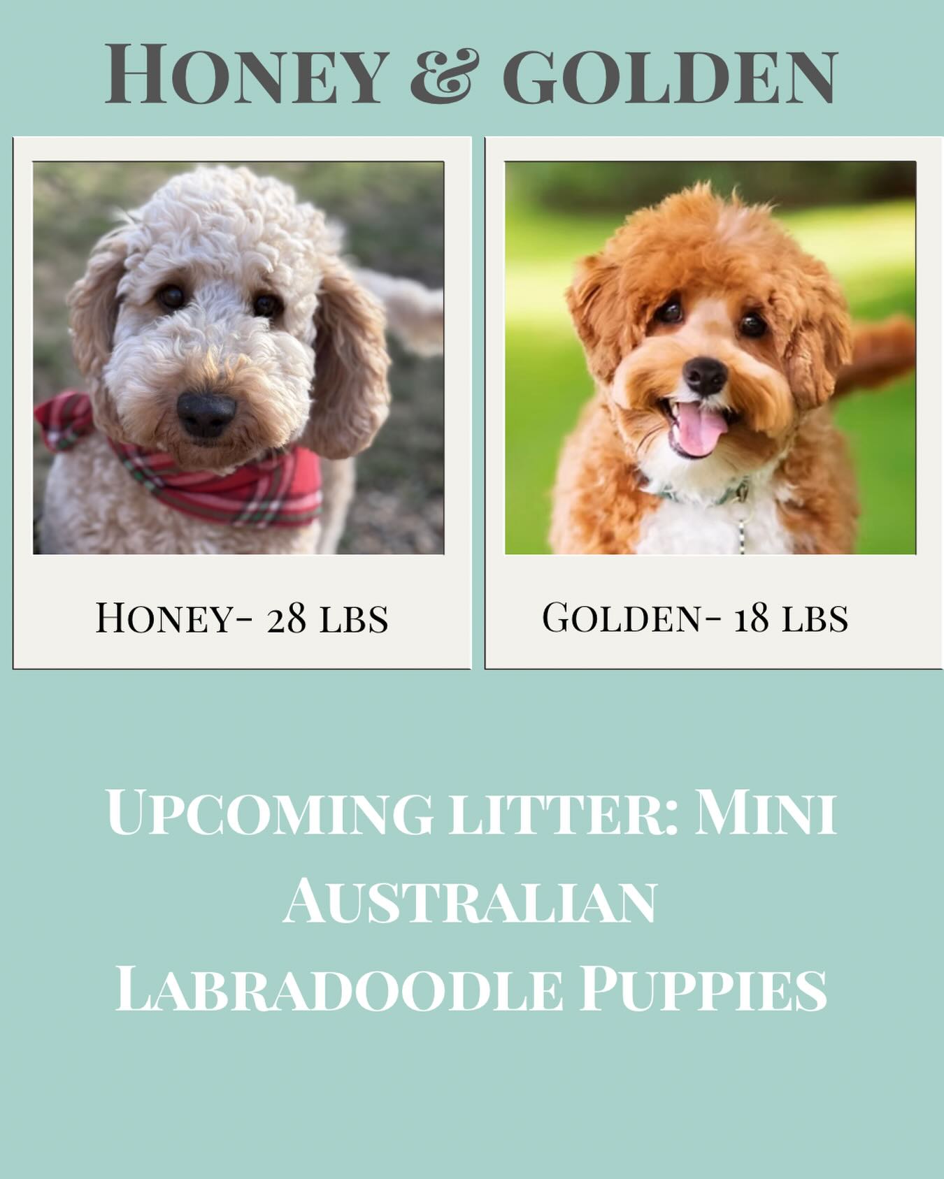 SO EXCITING! We can’t wait to see these babies! 😍🩷🩵 #australianlabradoodle #australianlabradoodlepuppy #australianlabradoodles #australianlabradoodlepuppies #doodlepuppy