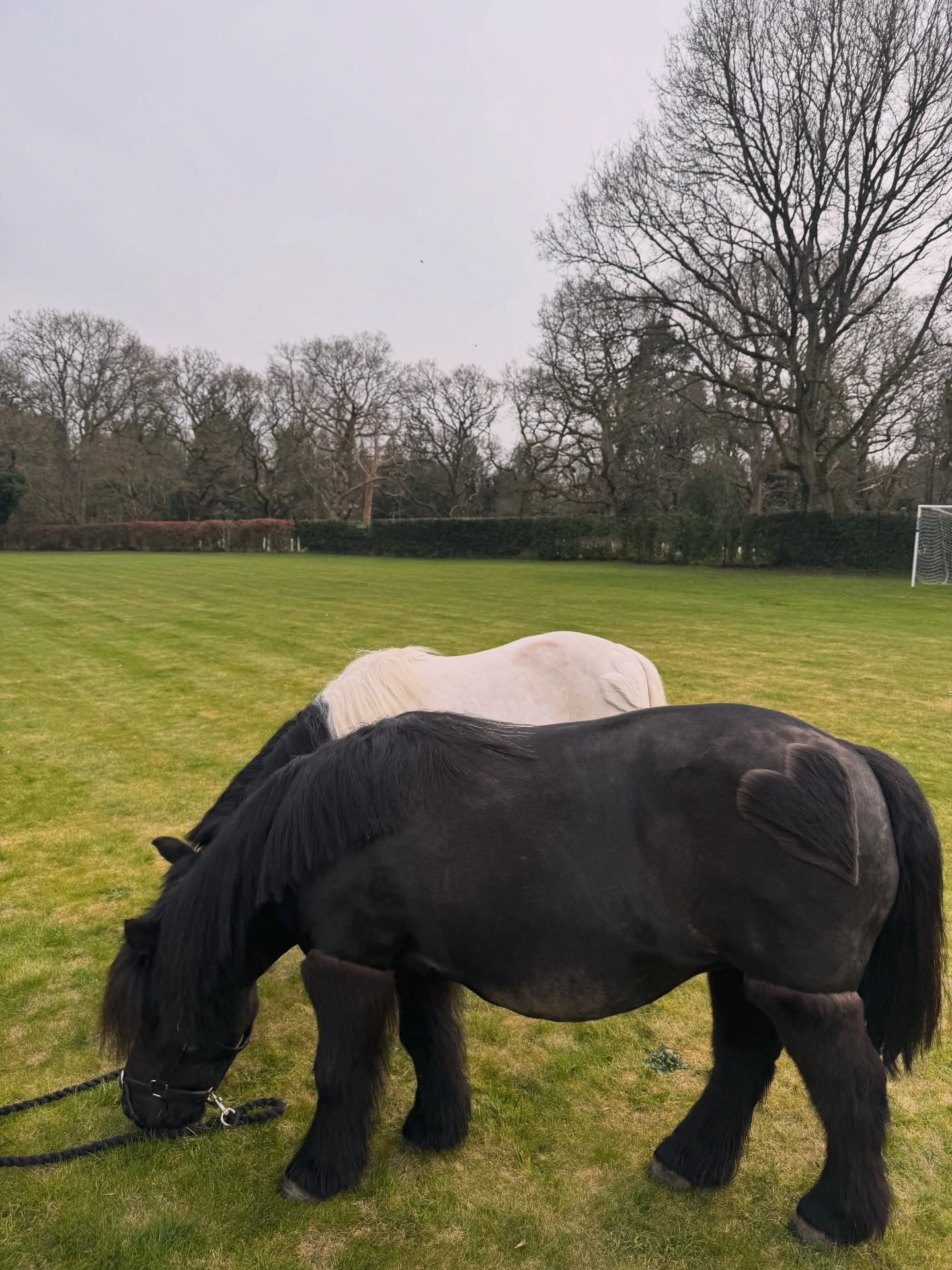 ponies in your garden >
🤍