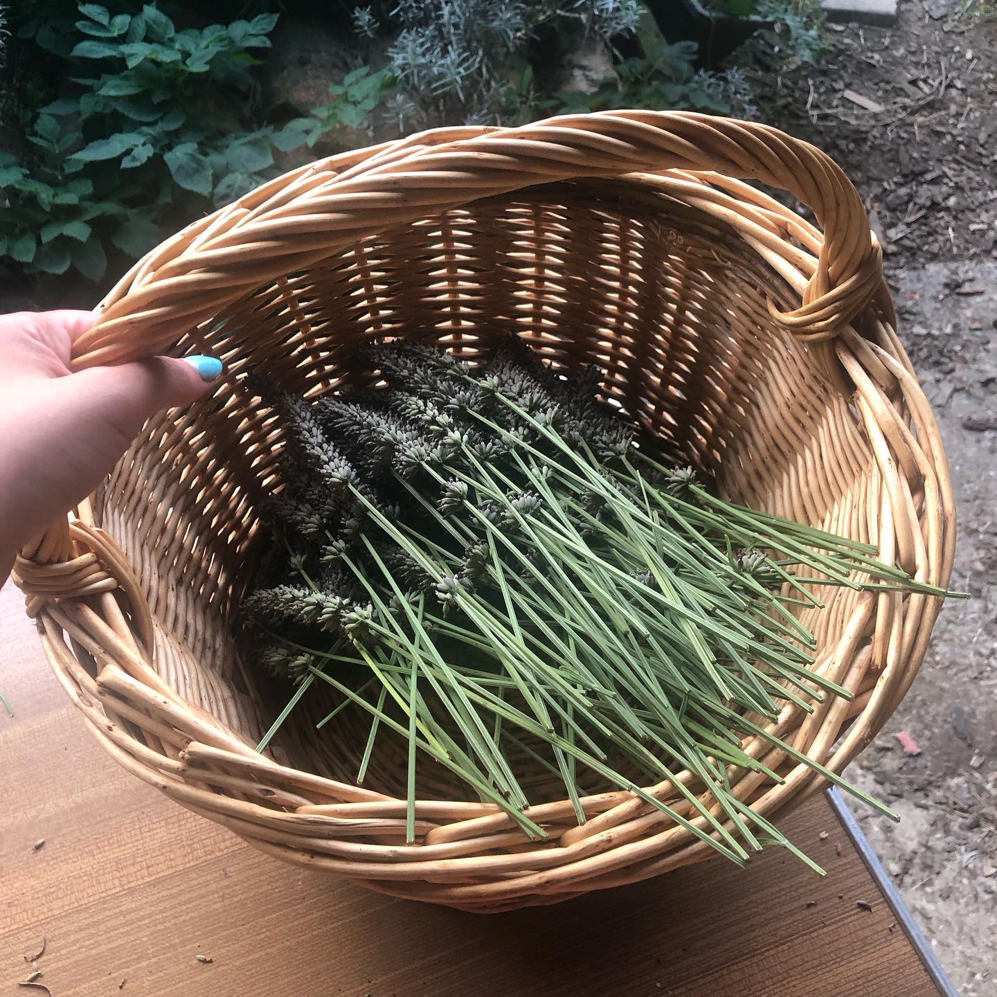 Une toute petite partie de ma récolte de lavande de cette année, qui est au séchage et sera utilisée sous différentes formes dans mes produits 🌿🪻
Swipe pour en apprendre plus sur cette plante très populaire 👉🏻
#lavande #lavander #lavandedujardin #fleurs #nature #naturopathie #naturopathe