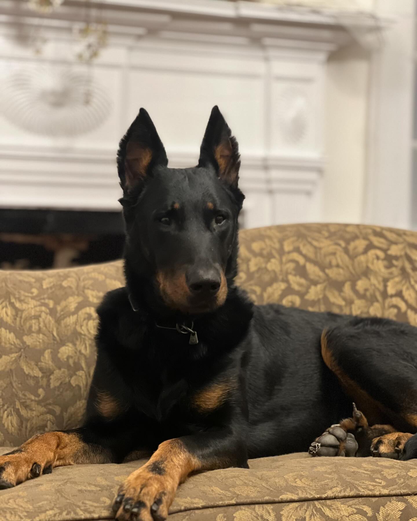 𝐒𝐨𝐥 𝐂𝐚𝐫𝐝𝐢𝐚𝐜 𝐔𝐩𝐝𝐚𝐭𝐞:
We are very lucky. Sol and I traveled up to the University of Florida this week to get a second opinion and surgery consult on her PDA. I can’t thank the staff enough at UF for their kindness and assistance. They treated Sol like the queen she is and absolutely fell in love with her. We even saw another Beauceron there which was a treat.
The good news is that this PDA is incredibly small. Not only does it not require surgery, the probability of it requiring surgery in the future is slim. Sol’s heart is acting as if nothing is wrong. We couldn’t have asked for better news and are glad to say Sol can continue her SAR and herding career without issue.
Sol will not be considered for breeding at any point in time as PDA is a genetic condition that can devastate the lives of any potential offspring. We were very lucky hers is so small, others may not have such luck.
Thank you everyone who has followed her so closely and have been cheering her on since day 1. Many of us fell in love with Sol and were hoping to continue her legacy. I am just glad she gets to continue to do what she loves and hopefully, live a very long life.