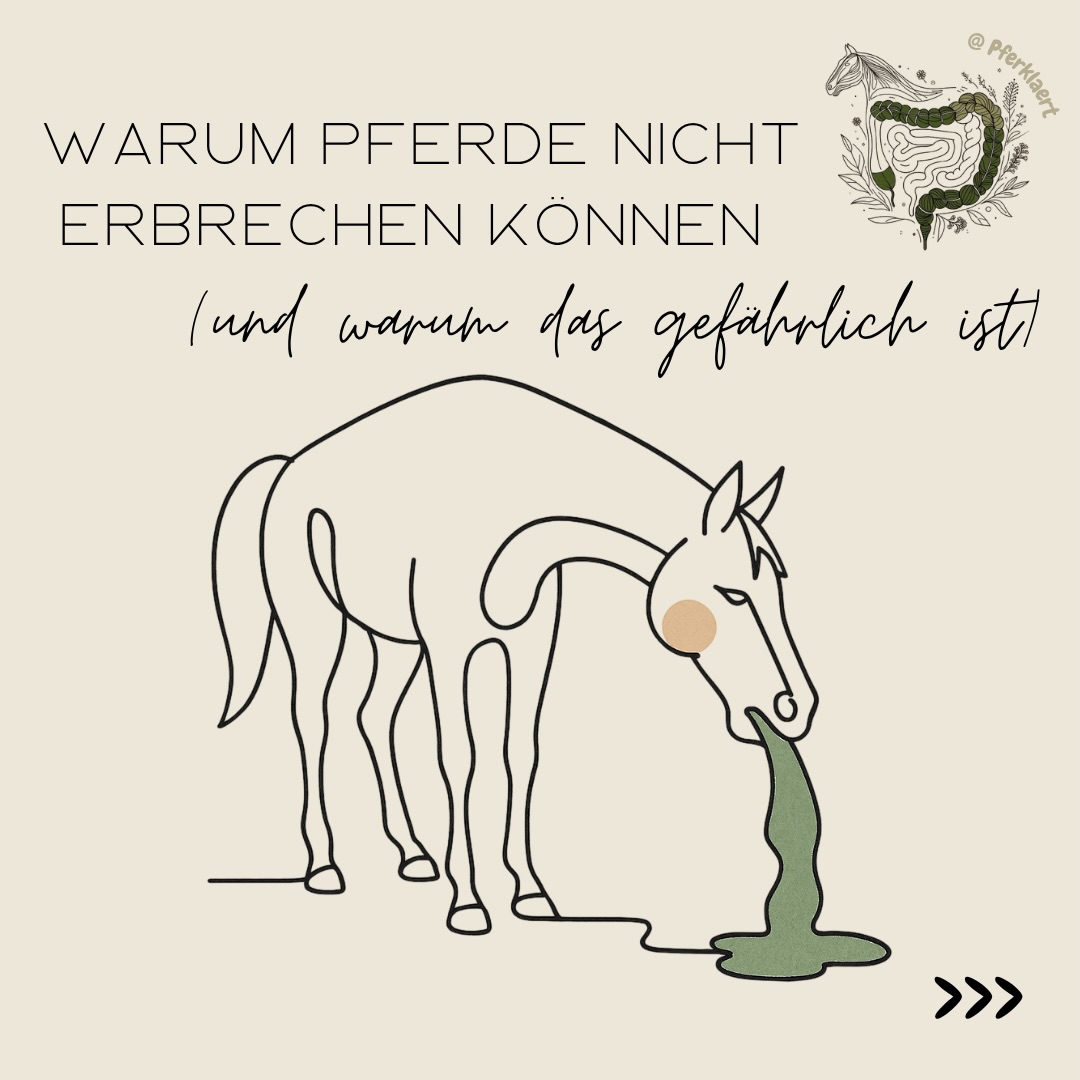 Dass Pferde im Gegensatz zu vielen anderen Tierarten unter normalen Umständen nicht erbrechen können, ist eine biologische Besonderheit, die tief in ihrer Anatomie verwurzelt ist.
Während das Erbrechen bei anderen Spezies oft als Schutzmechanismus dient, um Unverdauliches oder Giftstoffe loszuwerden, fehlt dem Pferd dieses „Sicherheitsventil“ nahezu vollständig.
Der Hauptgrund für die Unfähigkeit zu erbrechen liegt am Übergang zwischen der Speiseröhre und dem Mageneingang.
👉🏻Zum einen mündet die Speiseröhre in einem spitzen Winkel in den Magen. Steigt der Druck im Mageninneren an, drückt der Mageninhalt gegen die Einmündungsstelle und verschließt diese dadurch mechanisch noch fester.
👉🏻Viel entscheidender ist jedoch der Verschluss durch den Musculus sphincter cardiae. Dieser Ringmuskel ist beim Pferd im Vergleich zu anderen Tieren besonders kräftig entwickelt und verhindert nahezu jeden Rückfluss von Mageninhalt oder Gasen.
Sollte es in extremen Ausnahmesituationen, etwa bei einer drohenden Magenzerreißung, dennoch dazu kommen, dass Mageninhalt die Speiseröhre wieder hinaufgedrückt wird, kann dieser den Körper nicht über das Maul verlassen. Das Pferd besitzt durch seine anatomischen Gegebenheiten kaum Möglichkeiten durch das Maul zu erbreschen, stattdessen kann es zum Austritt über die Nüstern kommen.
Das Fehlen dieser Fähigkeit macht das Pferd anfälliger für bestimmte lebensbedrohliche Komplikationen, sobald der normale Weitertransport der Nahrung gestört ist.
👉🏻Da überschüssiger Druck nicht nach oben entweichen kann, lastet er bei einer Überfüllung oder starken Gasbildung vollständig auf der Magenwand. Wenn der Mageninhalt beispielsweise durch stark quellendes Futter oder einen Darmverschluss massiv ansteigt, kann der Innendruck so hoch werden, dass die Magenwand reißt. Eine solche Ruptur ist ein irreversibler Notfall und verläuft fast immer tödlich.
⬇️in den Kommentaren geht es weiter⬇️
