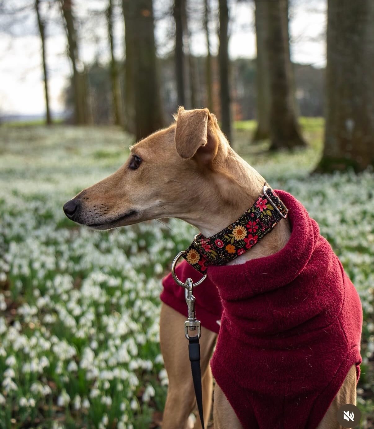 I love seeing our martingale collars in action…
Jessie looks fabulous in her Floral Martingale perfect for the start of Spring. Pair it with our Signature Lead in Dusky Plum & Rose for the perfect matching moment (Spring Jersey Snoods coming soon …)
If you sign up to our VIP club (link in bio) you can grab 10% off and free postage when you spend over £40. Our VIP Club is a calm corner of your inbox — no spam, no noise, just thoughtful updates, small batch drops, and first access to new collections.
#whippetlife #greyhoundlove #martingalecollars #lurcherofinstagram #martingalecollars