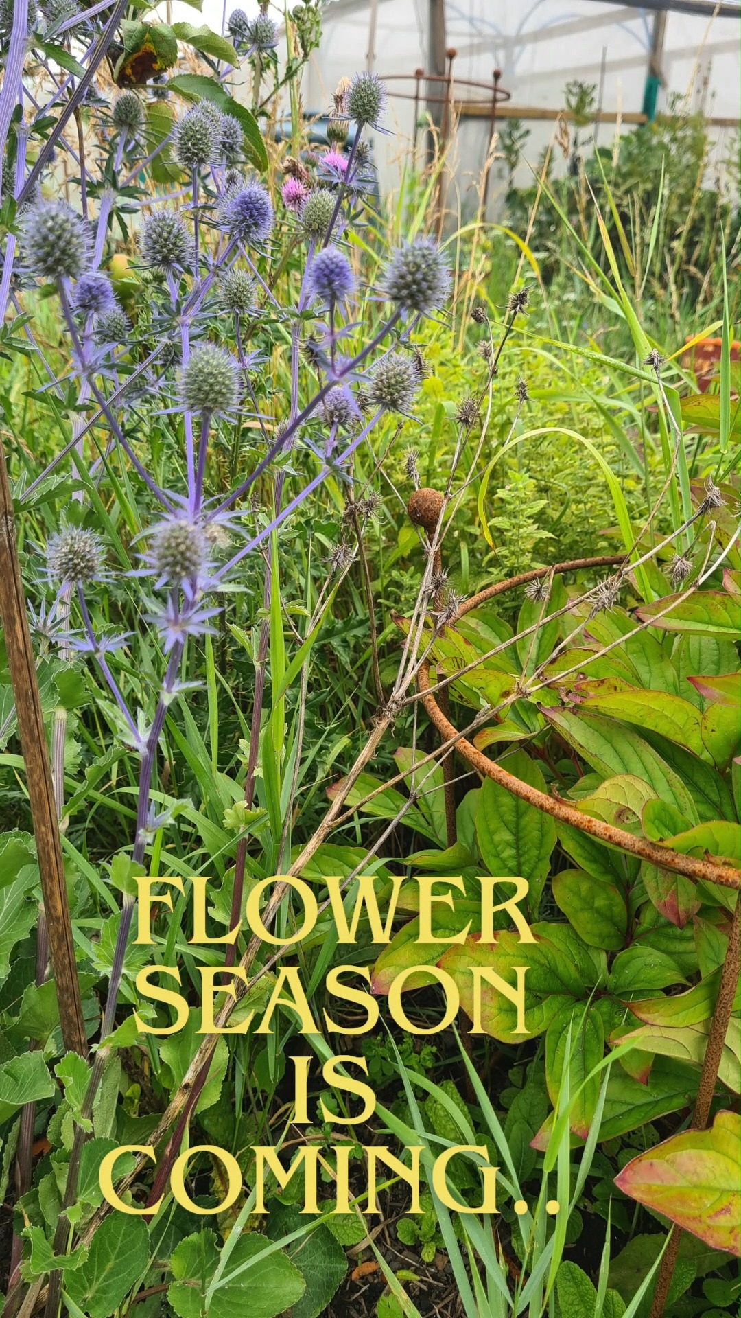 Our plant supports are designed to protect your plants thoroughout the entire growing season, so ideally you need to get them ready to go from the moment they are planted. Don't be lured into a false sense of security, get your plant supports now to avoid damaged stems and wind battered blooms. What are you growing this season?