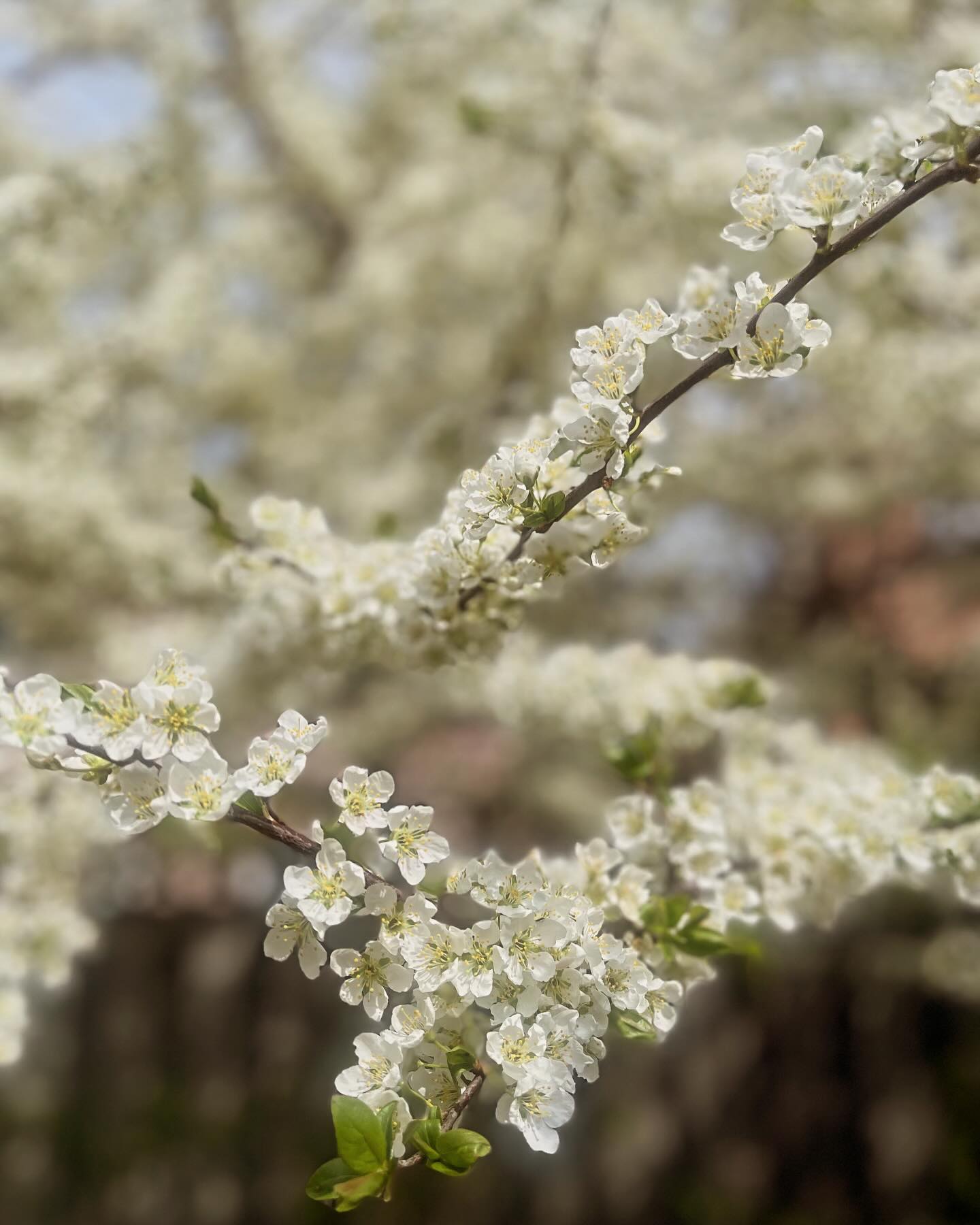Happy 9th Day of Ridvan to all my Baha’i friends and family.
“On the very first day of the Ridván festivities, Bahá’u’lláh shone out to the world like the most brilliant sun. At that critical hour and without warning, amidst the unending multitude of interrupting visitors thronging His tent and the dangers such a news would bring to His exile, Bahá’u’lláh chose to lay bare the mystery surrounding His person, and assume the power and authority of the One promised by the Báb. He made known how the effulgence of the Eternal Truth had at that moment infused all created things with the life of every divine quality, immersing creation in the sea of purification; the sword was to be utterly cast from reach; and He made it known that the next Messenger would come to the world after a thousand years. In such a way, and through many signs, Bahá’u’lláh conveyed His position to those who were
present, and announced with great joy the start of the Festival of Ridvan. Though on the threshold of His exile into great suffering in far-away lands, yet sadness and grief entirely vanished from everyone’s hearts, and was replaced with unclouded delight.”