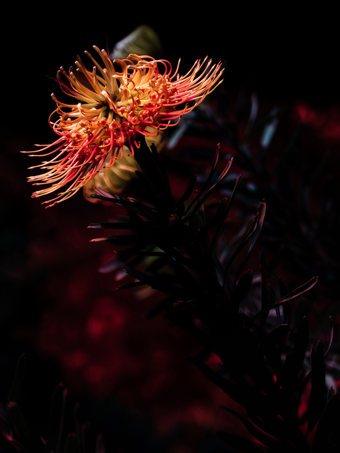 Spring has sprung 🌹🖤
•
•
•
#gardenphotographer #philly #fujifilm #fujilove #myfujifilmlegacy photography photographer flower photography fujifilmxs20 fujifilmx_us