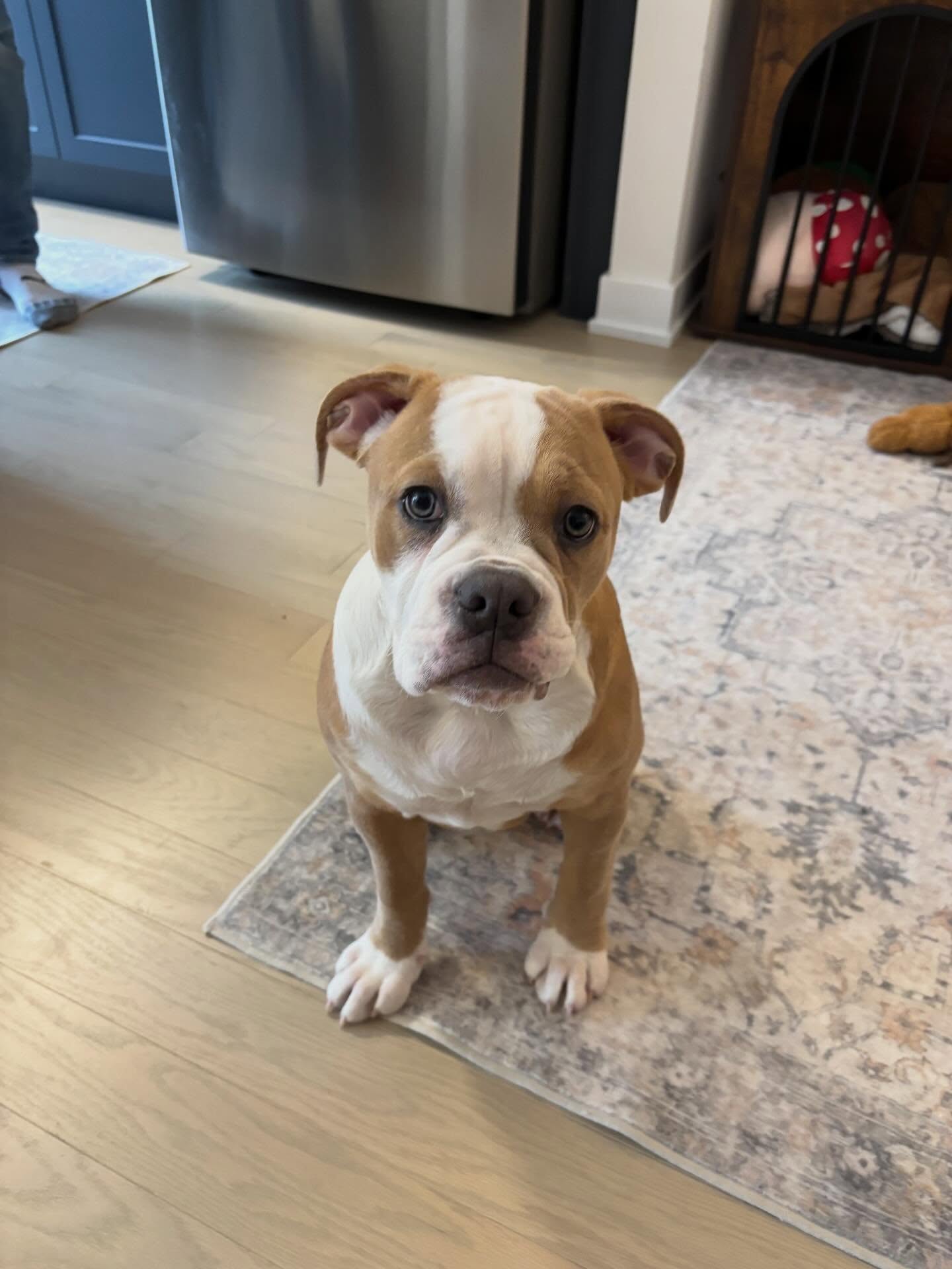 Congratulations Winnie on graduating from our puppy starter program. You made incredible progress and I’m looking forward to continuing to see your progress.