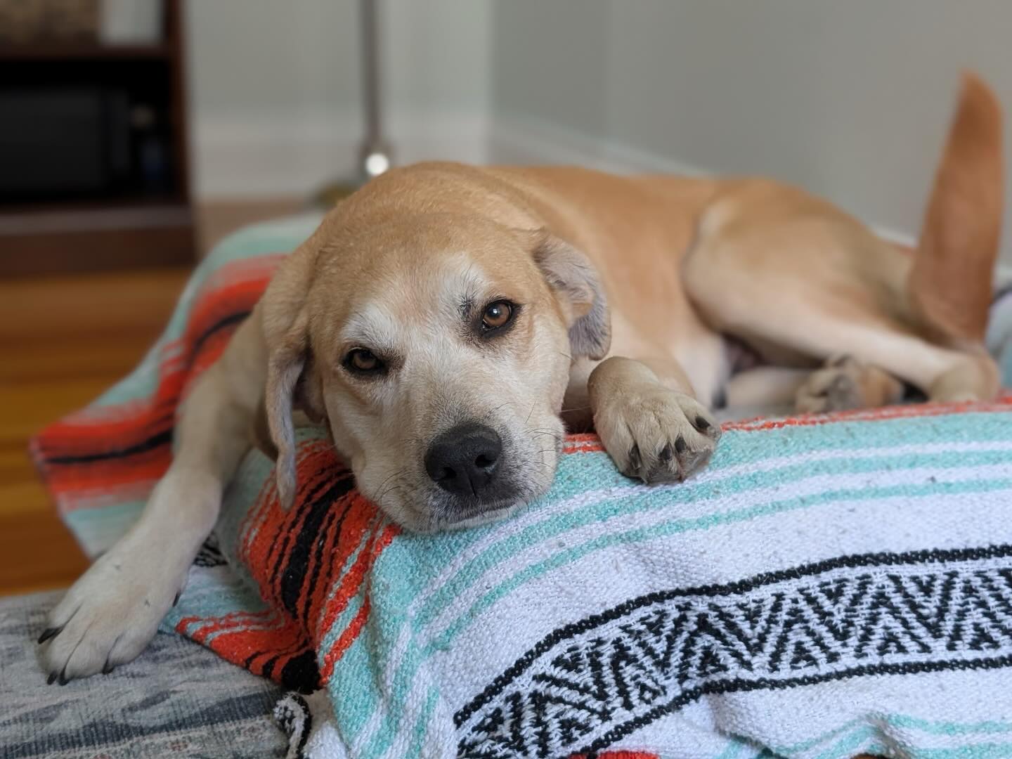**ADOPTED** Pup of the Day: Juniper, 7 years old
Once upon a time in the deep country woods, a sweet Lab mix named Juniper was left behind. She survived entirely on her own, bravely raising litter after litter in the wild brush — until finally, she packed up her six thriving puppies & made her way to Colorado. 🏔️ Mama’s lonely days are officially over!
In just 36 hours, Juniper went from Texas woods to foster home life like a total pro, and she hasn’t looked back! She now knows the joy of walks (and has very strong opinions about where to explore 😂), the magic of peanut butter banana frozen Kongs, & the cute hair of reminding you when you stopped petting her too soon. She’ll rest her head on your lap, rub up on every human in the room, & wag her tail like she’s trying to take flight. 🥹
She’s great with dogs, cats, and kids ✨
Potty & crate trained ✨
Not a barker!✨
Perfect work-from-home companion ✨
Remarkable mama — still patient & loving with her big 4-month-old pups ✨
Juniper is still learning leash walks & discovering the joy of toys, but her heart…. Already whole ♥️
This resilient, loving, social girl is so ready to trade her survival instincts for a soft bed & a forever family who will never let her go.
Juniper is heartworm positive, but treatment is very successful & completely manageable with all the proper education and care. MHLRM will cover the expense of treatment at one of our approved veterinarians, she has already started her treatment process. Heartworm positive dogs go on to live happy, normal lives after treatment & I’m rarely experience long-term side effects. Don’t let this stop you from adopting this sweet gal!
If you are already an approved adopter and want to meet or adopt Juniper, please contact your adoption coordinator. Or you can fill out an application at mhlrm.com