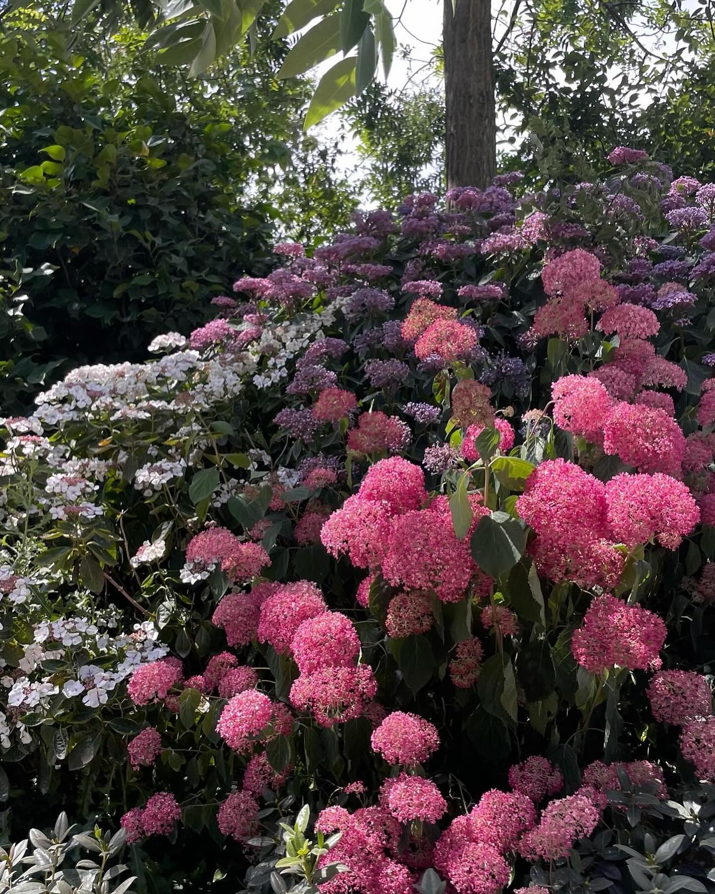 fleurs en france