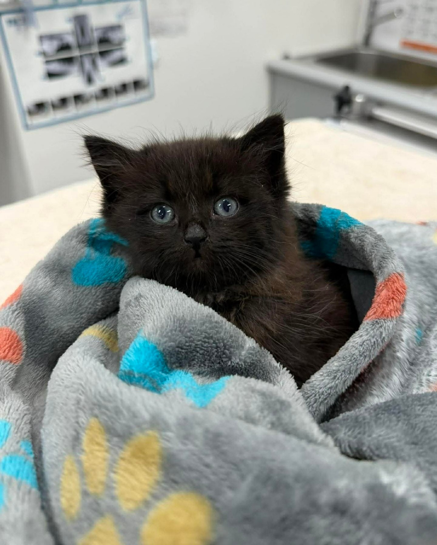 Meet little Wonky 🐈⬛
Wonky is a rescue kitten who came to us with weakness in her back legs, giving her a bit of a wobbly start to life.
It’s always a bit uncertain at this stage what the cause is or what the long-term outlook will be, but what we do know is that she is bright, cheeky, and not letting it hold her back.
Kittens are incredibly resilient, and with the right care and support, many go on to live very happy lives.
If you’d like to help give kittens like Wonky a chance, Chris’s Cat Rescue is always looking for foster carers. It’s such a special way to make a real difference in their little lives 💜
https://chriscatshornsby.com.au/