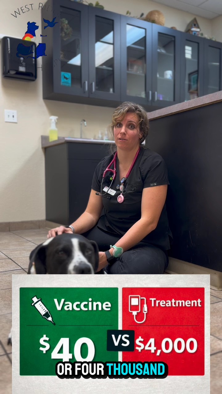 Would you rather spend $40 preventing Parvo... or $4,000 trying to save your puppy from it?
At West Ridge Animal Hospital, we see the heartbreak of Parvo far too often. It is incredibly common in our area, and it is a fast-moving, deadly virus. The cost of a vaccine is a small price to pay for the peace of mind that your newest family member is protected before they are ever exposed.
Don't wait for a "scare" to take action. Prevention isn't just cheaper—it's the kindest thing you can do for your pup.
📞 Call us at 970-330-7283 to get your puppy started on their vaccine series today.
#ParvoPrevention #GreeleyVets #WestRidgeAnimalHospital #PuppyHealth #PetSafety #GreeleyCommunity #AnimalHospitalLife