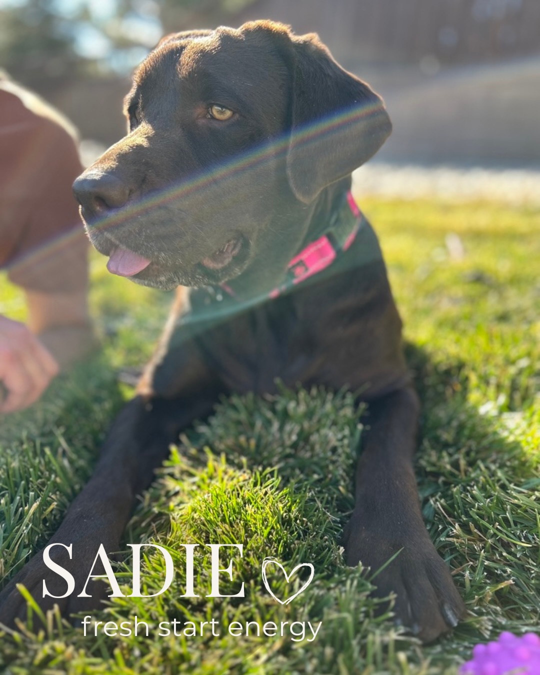 Pup of the Day: Sadie, 4 years old — a purebred chocolate lab with the softest eyes and the sweetest, most soulful energy 🤎
Sadie’s story hasn’t been perfect… but honestly? She’s just been waiting for the right fit.
She’s a mellow, gentle girl who loves the simple things: a cozy spot on the couch, a calm home, and being near her people. And now, she’s putting in the work 💪
Sadie is currently wrapping up a 2-week board & train program with @fusion_dog_training_co where she’s been learning:
✔️ leash skills
✔️ basic obedience
✔️ calm, confident behavior on walks
She has made AMAZING progress, especially with her leash behavior. Like many dogs, she just needed guidance and consistency, and she’s proving how capable she is every single day!
Her future family will need to continue reinforcing what she’s learned, but they won’t be doing it alone. Her adoption includes:
✨ a go-home session with her trainer
✨ lifetime support for continued success
Sadie is dog-friendly and kid-friendly, but she’s not looking to be a dog park socialite. She’d much prefer a slower-paced home where she can relax, feel secure, and be the star of the show 🥰
Sadie doesn’t need a perfect home. She just needs one that’s ready to meet her where she is and grow with her.
Ready to give this chocolate girl her fresh start?
If you are already an approved adopter and want to meet or adopt Sadie, please contact your adoption coordinator. Or you can fill out an application at mhlrm.com
#labsofinstagram #rescue #milehighlabmission #adopt #denvercolorado
