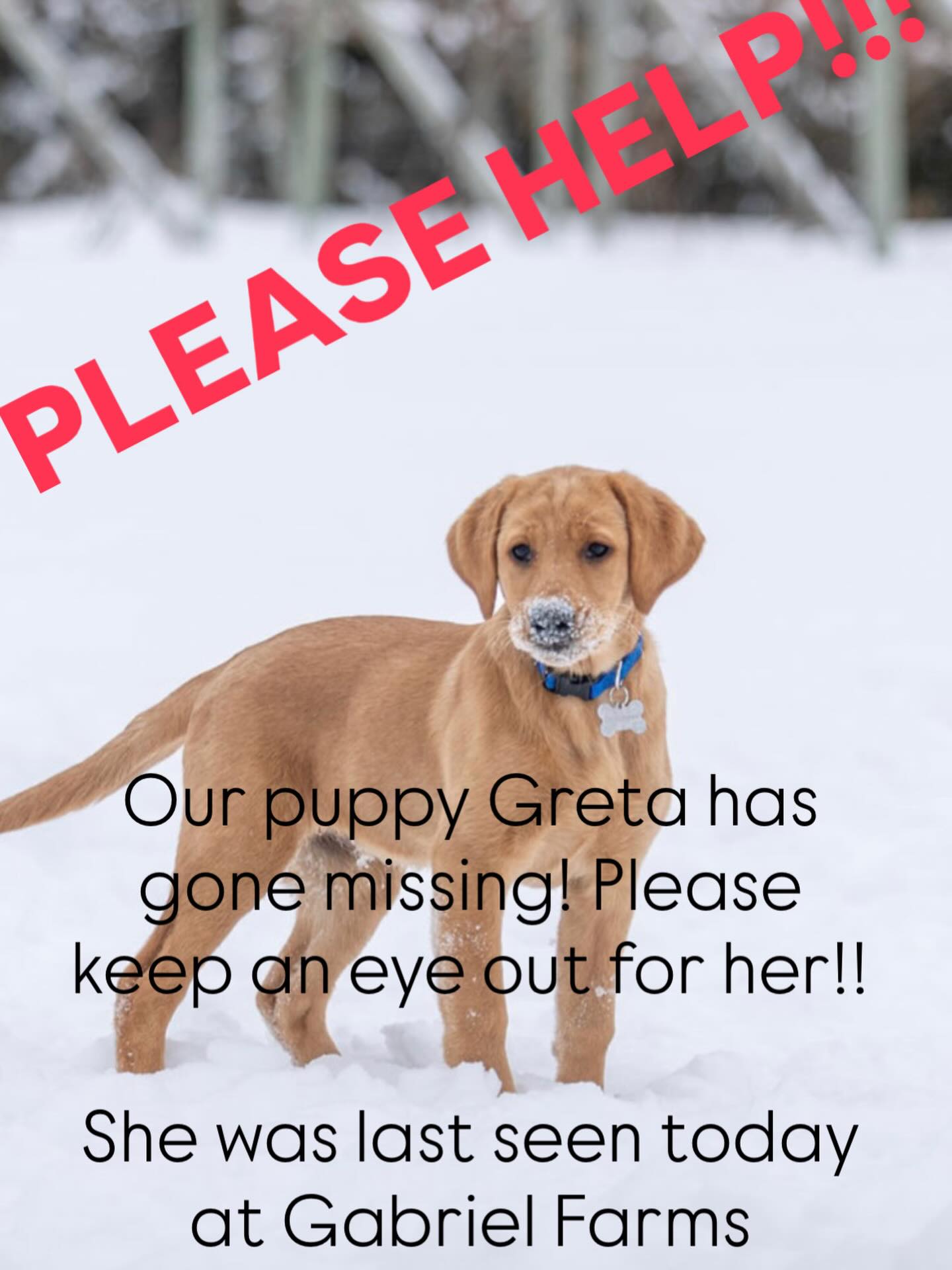 Our puppy Greta is missing!! She’s 4 months old and escaped with her sisters. They have all returned but our Greta is missing still! Please please keep an eye out for her she has a blue collar with her name on it. Please contact Kristi if found (231) 838-3664