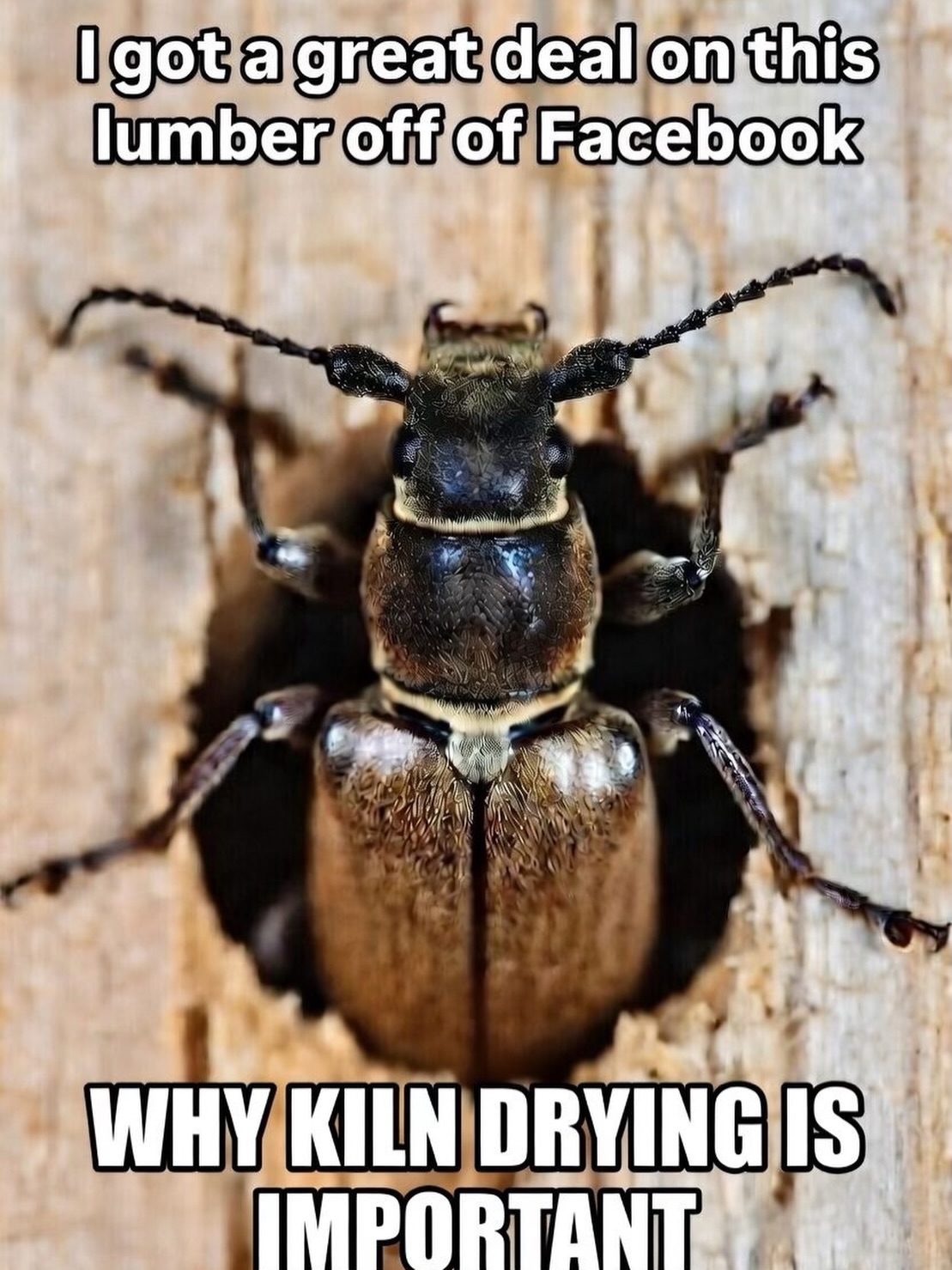 Ever wonder why that ‘great deal’ on lumber turns into a nightmare? Look at this powderpost beetle crawling out of a board! Do you want THIS coming out of your lumber?
These wood-boring insects (like powderpost beetles) love infesting wood, especially if it’s not properly dried. They lay eggs in the pores, and the larvae tunnel through, turning your beautiful hardwood into powdery frass and full of tiny holes.
Why Kiln Dried Lumber is important
Proper kiln drying heats the wood to at least 130–140°F (often for hours), killing all life stages of these pests—eggs, larvae, pupae, and adults. Air-dried lumber can still harbor hidden infestations that emerge later, ruining projects, furniture, or even structural wood.’
Don’t risk it!
Always choose kiln-dried lumber for peace of mind, stability, and bug-free results. Your projects (and sanity) will thank you! Have you ever dealt with powderpost beetles or surprise bugs in your wood? Drop your stories below!
#Woodworking #KilnDried #LumberTips #PowderpostBeetles #WoodworkingCommunity”