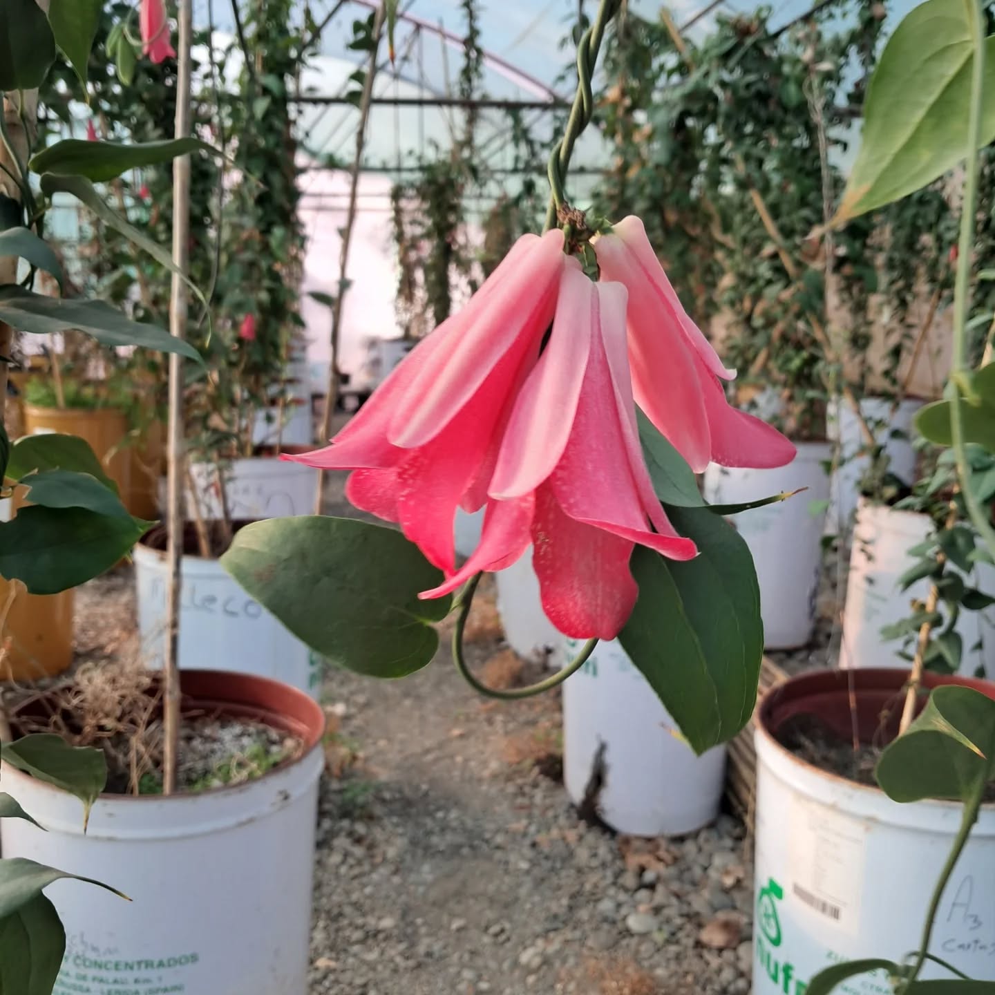 Copihues rosados con degradé de arriba hacia abajo. Son magníficamente espectaculares, solo los he denominado con código O1. #Copihue #flores #flowers #lapageriarosea