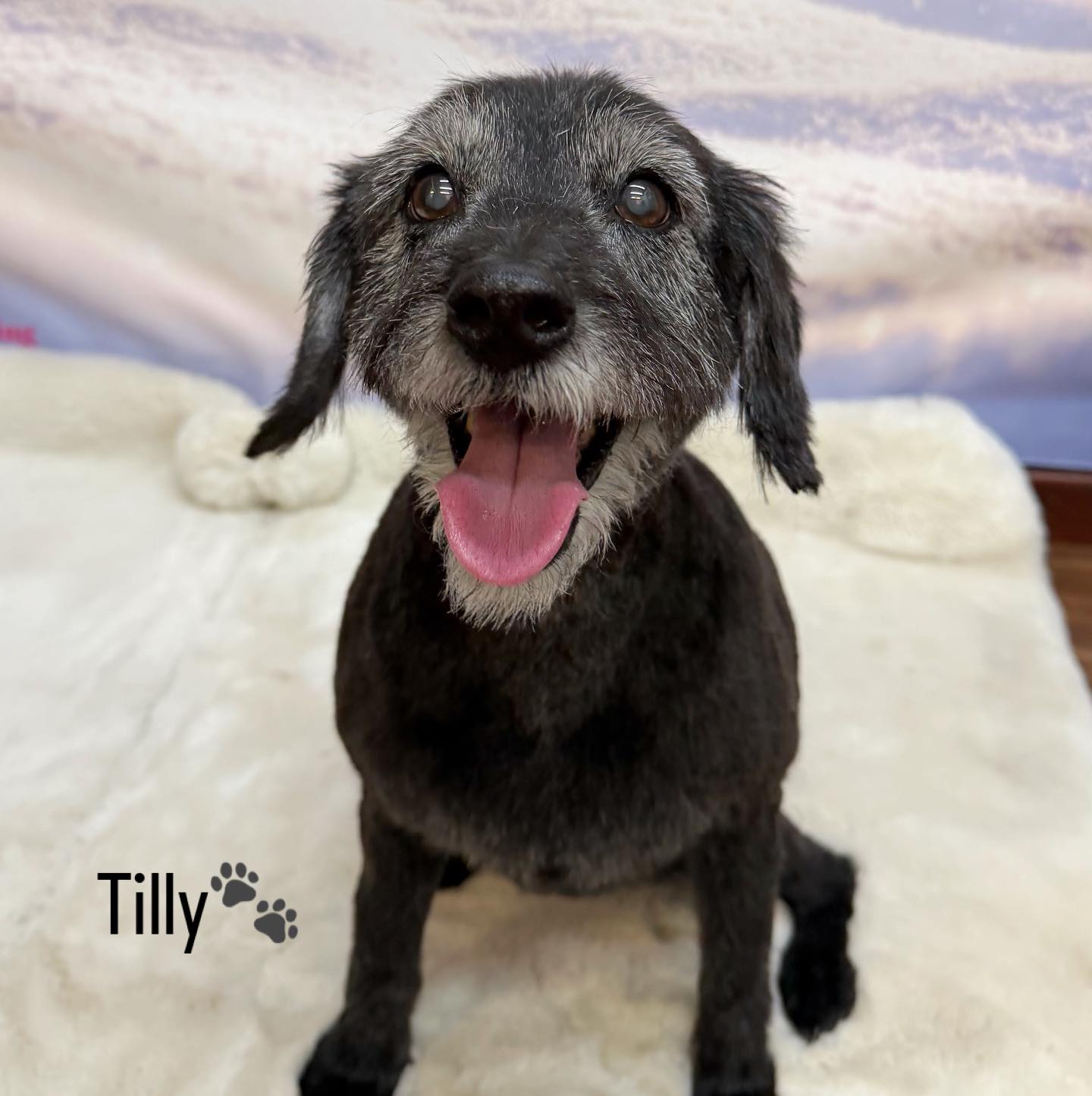 25/03/26 Tilly's rocking her new hairstyle 🤩✨🐶