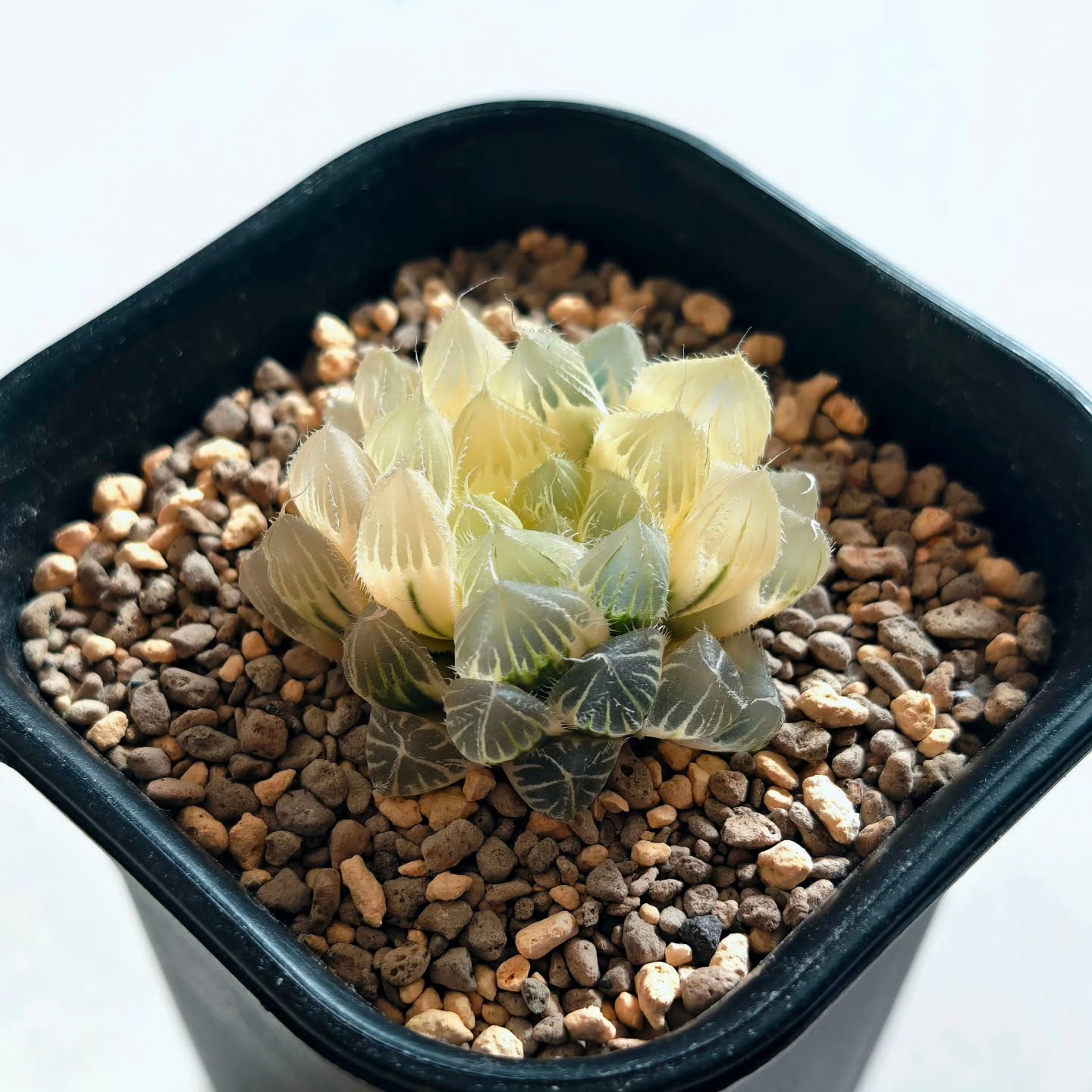 Haworthia Cooperi 'Ice Soul' Reverse Variegated
#haworthiacooperi #haworthiaicesoul #haworthiareversevariegated #haworthiacollection #haworthiavariegated