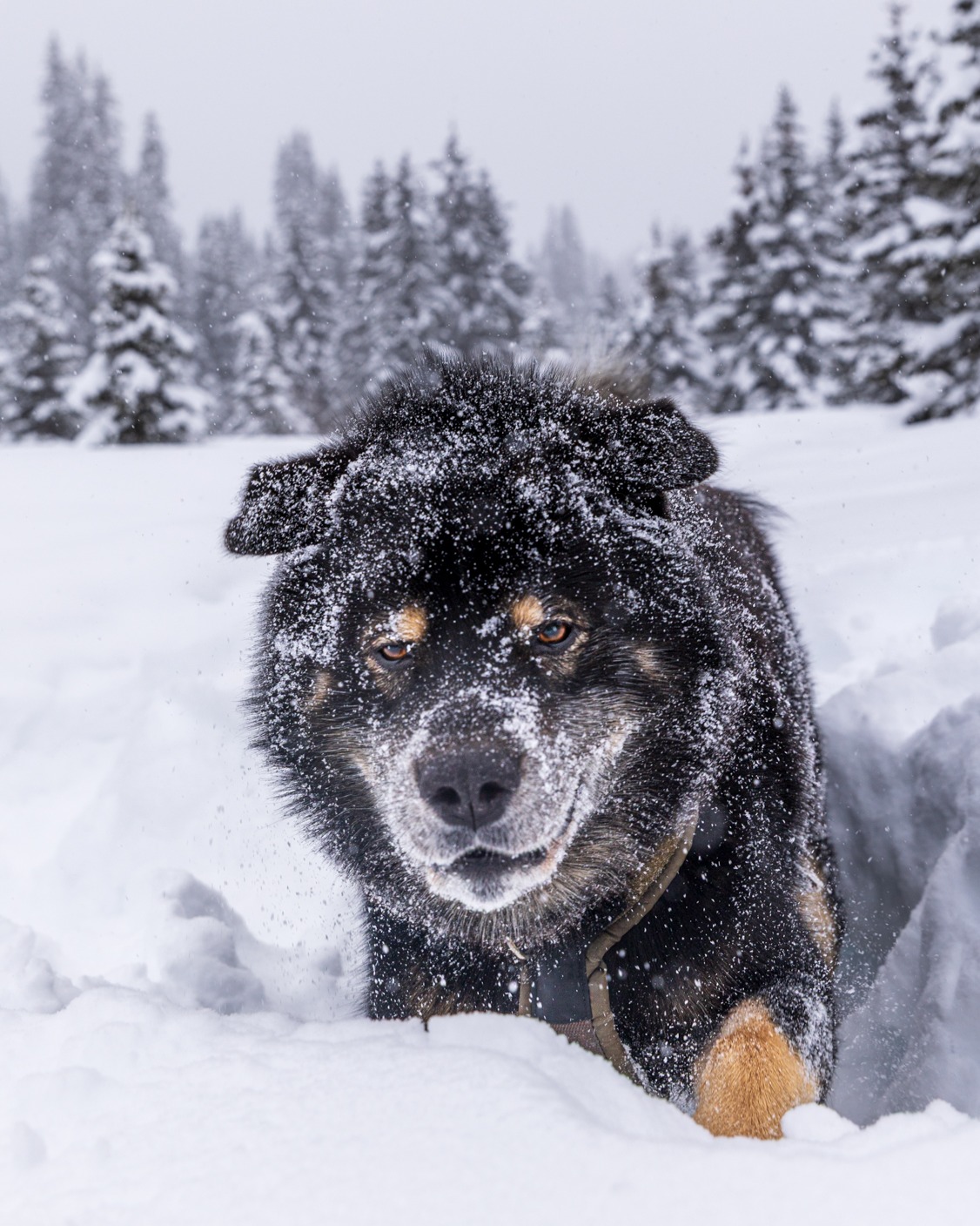 This is called a "snow bath" and it's superior to a regular bath in EVERY. SINGLE. WAY.
Are you team snow bath or team no bath? Those are the only two options in my book. π