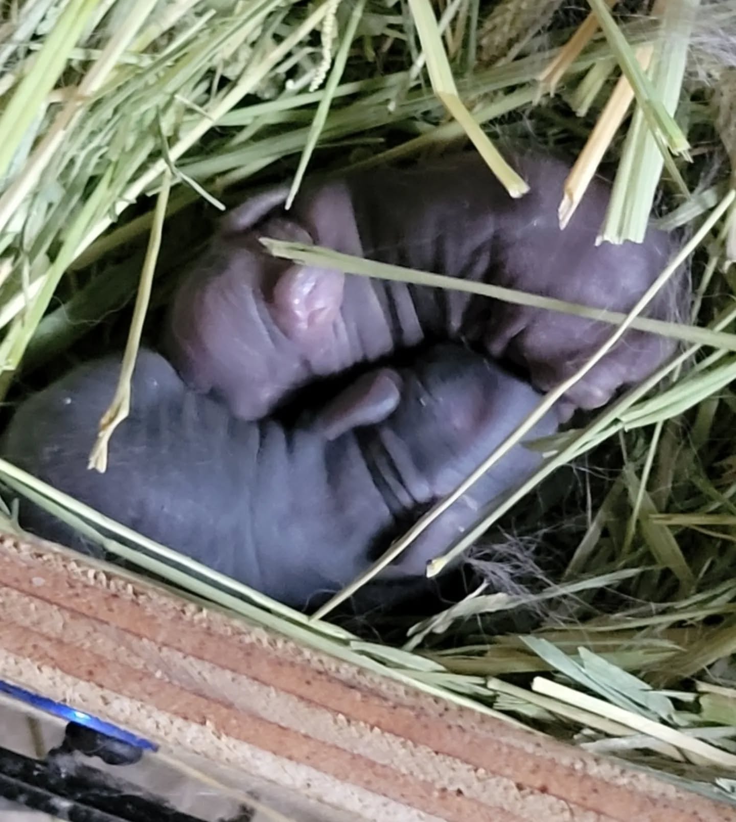 Welcome to the world little ones! Meliora had her kits during the night. There are at least 4 but possibly 5 kits buried under her fur. We didn't want to disrupt them. I'm hoping this litter survives. She lost her last litter which was her first litter. I can't wait to watch this new batch of babies grow!
www.mysticmoonlightfarm.com
#mysticmoonlightrabbits #mysticmoonlightfarm #rabbits #rabbitlitter #rabbitbreeder #babybunnies #rabbitsofinstagram #bunnylife #bunniesofinstagram #polishrabbit #rabbitry #kits #newlitter #babyanimals #bunnies