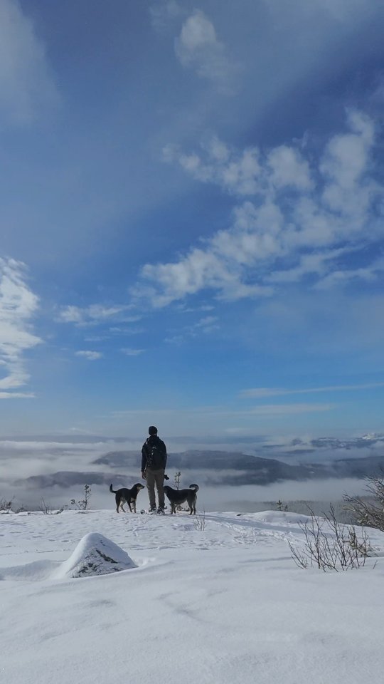 #hikingwithdogs #wandernmithund #telemark #lifjell #allesaustau