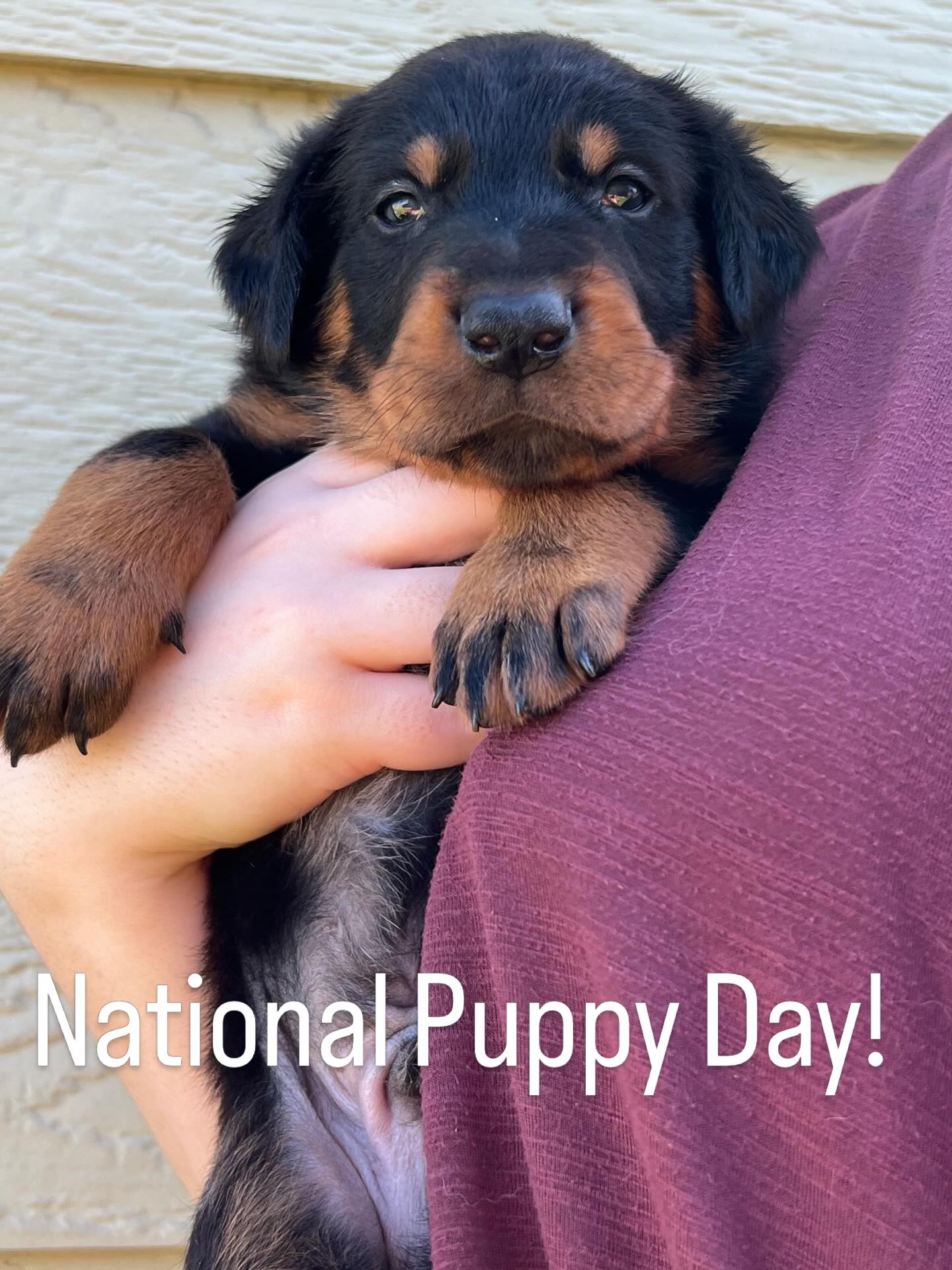 Happy National puppy day! This is Abyss when he was just a little baby, he’s still a baby but not little anymore 🤣
.
.
.
.
.
#queencreekaz #az #training #puppyday #beauceron