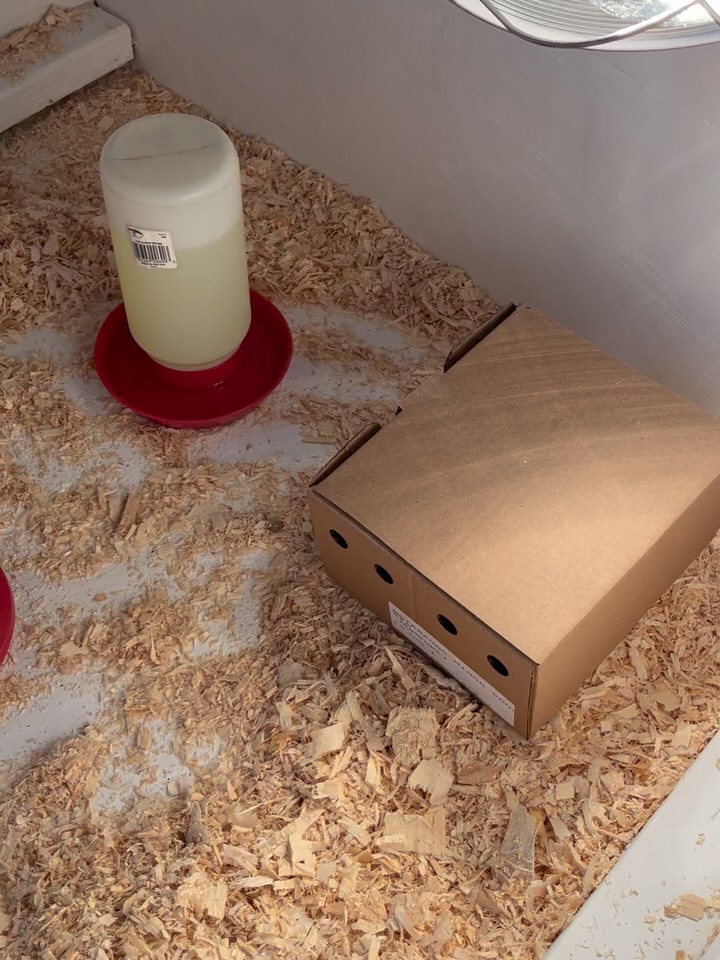 Picked up our new chicks today! Can you guess how many in our surprise box!? Looking for names! Finn named one of them Nugget! More to be named! Haha! #thistlehousefarm #carefarm #chickens #spring #springchickens