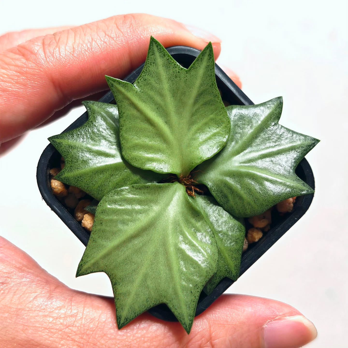 Euphorbia Francoisii hybrid Seedling
Cute little duck feet or also looks like trident 🔱
Glossy pastel green color with thick veins
#euphorbiafrancoisii
#francoisii #francoisiihybrid #seedgrownplants