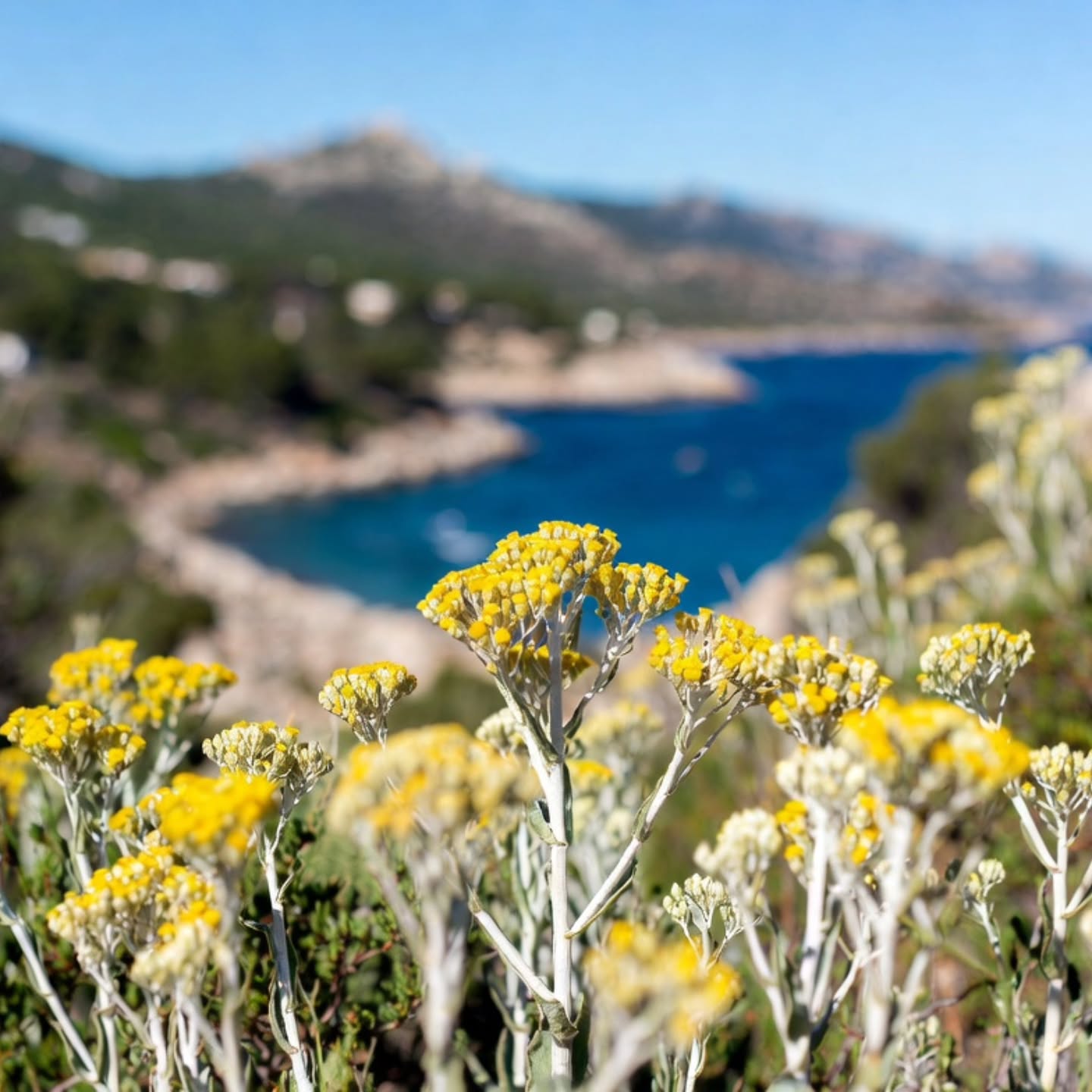 Chez Calarella, on choisit local d’abord. 🌿
Nos plantes — immortelle, ciste, myrte, romarin sont sourcées en Corse, récoltées avec respect pour la biodiversité et la saisonnalité.
On privilégie les emballages recyclés et recyclables, et on réduit le suremballage là où ça compte. Vous sentez la différence ? Nous, oui ! Plus de parfum vrai, moins d’empreinte. 😊
Partagez si vous aimez les choix responsables. Link in bio.
#Calarella #MadeInCorsica #SlowBeauty #CosmétiquesNaturels #RespectDeLaNature
