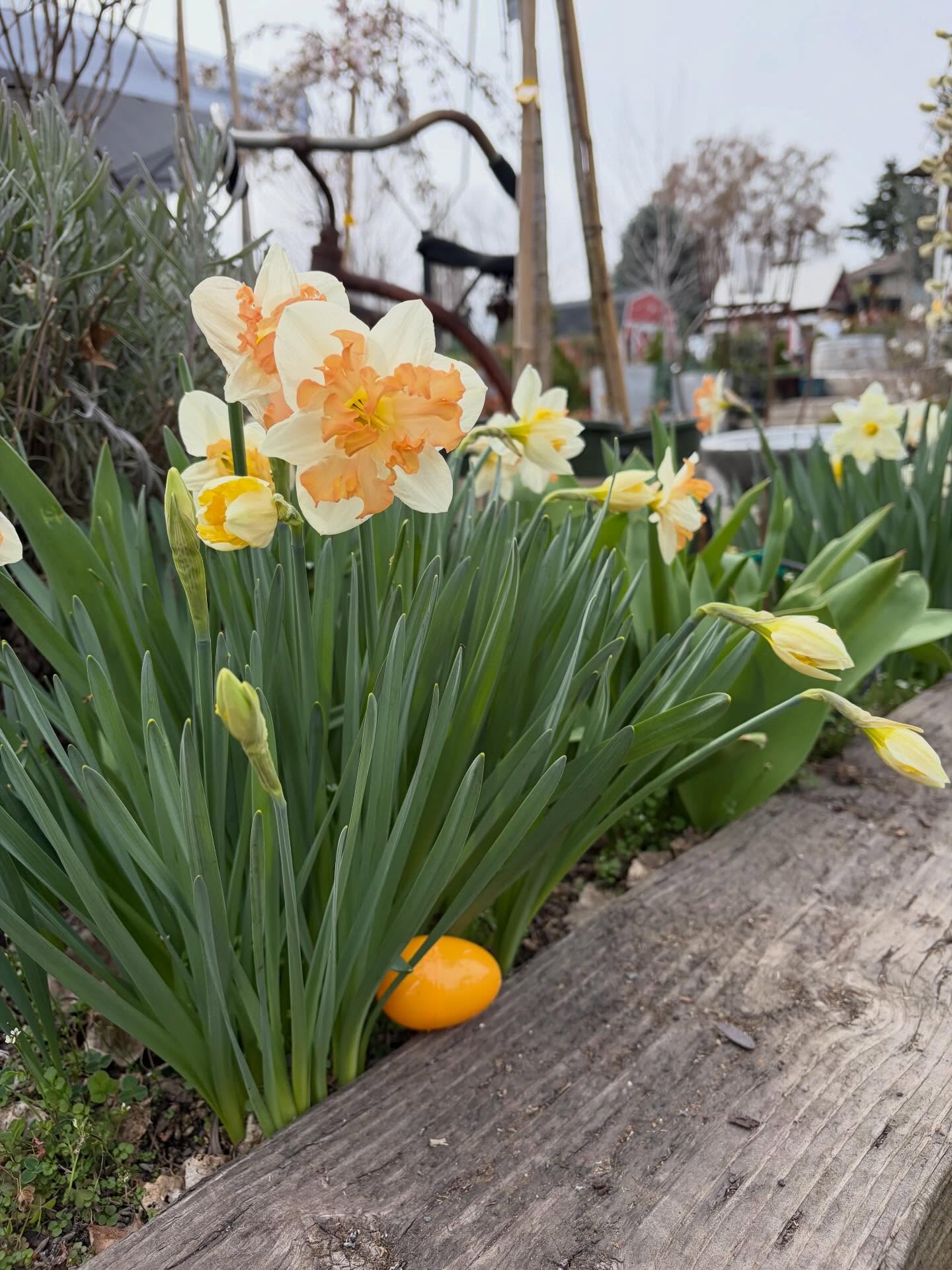 The hunt begins… 9:00am today! 🌸🐰🌸 They won’t all be this easy 👀
.
.
.
.
.
#centralwashington #grantcounty #royalcitywa #thingstodo #adulteasteregghunt