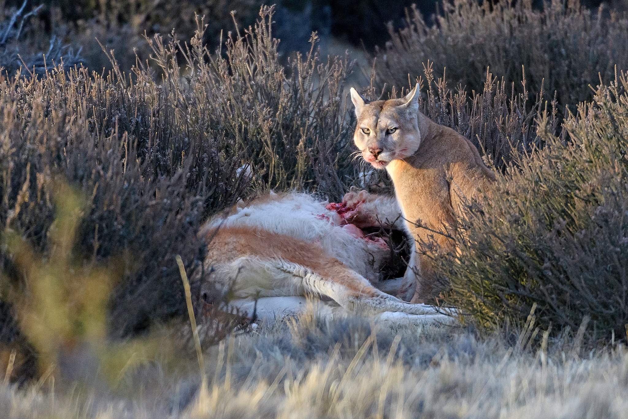 Las cámaras trampa nos permiten observar lo que normalmente ocurre lejos de nuestra vista 📸🌿
Gracias a estos registros no invasivos, podemos entender mejor cómo funciona la cadena trófica en la Patagonia. En este video, distintas especies aparecen alrededor de un mismo recurso, mostrando cómo la naturaleza está conectada y cómo cada animal cumple un rol dentro del ecosistema 🐆🦅
Más que imágenes, estos registros nos entregan información clave para comprender la vida silvestre y tomar decisiones de conservación basadas en lo que realmente ocurre en el territorio.
-
Camera traps allow us to observe what usually happens beyond our sight 📸🌿
Through these non-invasive records, we can better understand how the food chain works in Patagonia. In this footage, different species appear around the same resource, showing how nature is interconnected and how each animal plays a role within the ecosystem 🐆🦅
More than images, these records provide key information to understand wildlife and guide conservation decisions based on what actually happens in the field.
#CámaraTrampa #CameraTrap #CadenaTrófica #WildlifeMonitoring #PatagoniaWildlife