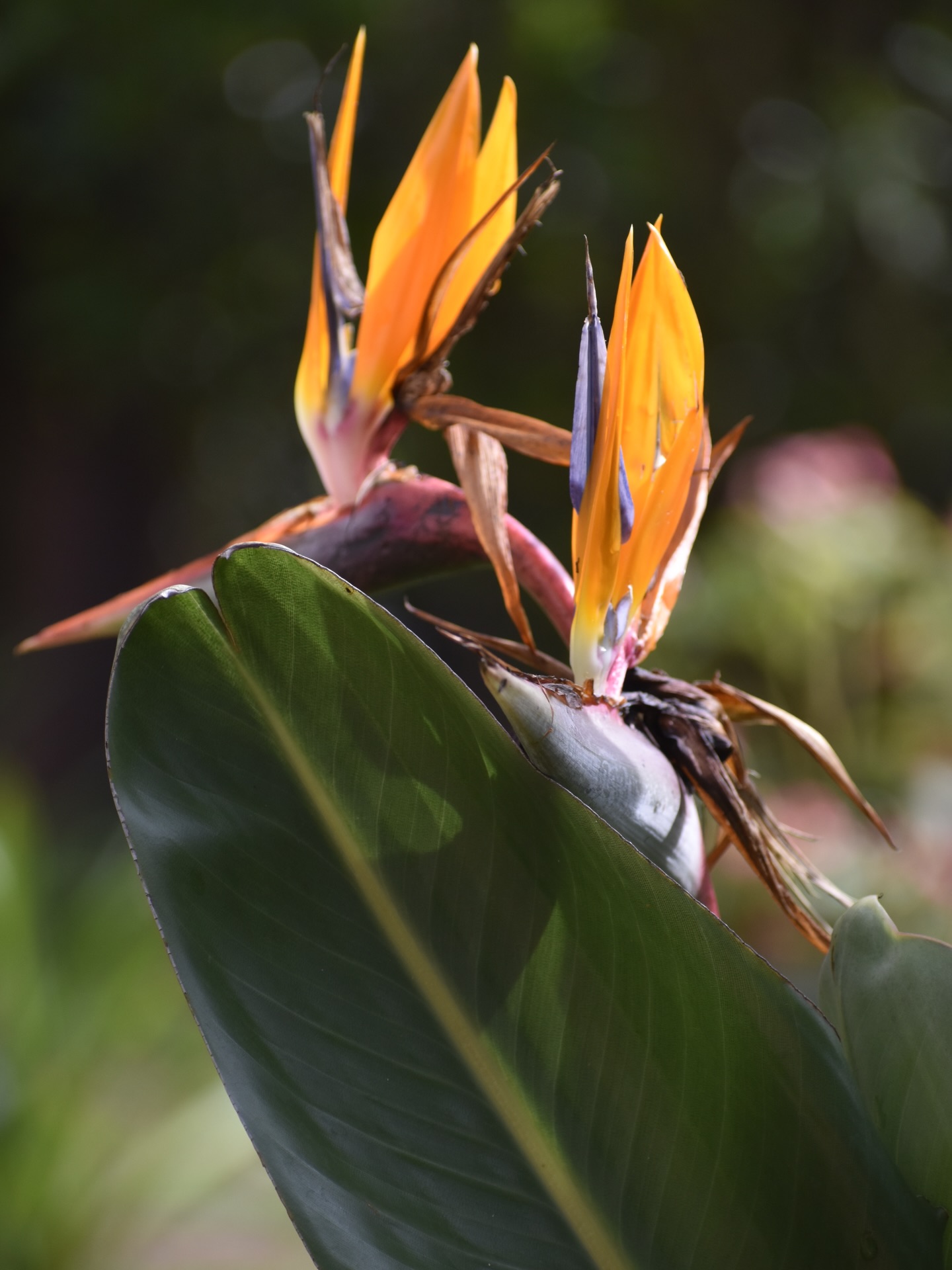 Exciting to see the birds emerging!
Our Bird of Paradise plants are all finally coming into their own, those bold, sculptural leaves slowly unfolding and blooming beautifully 🙌