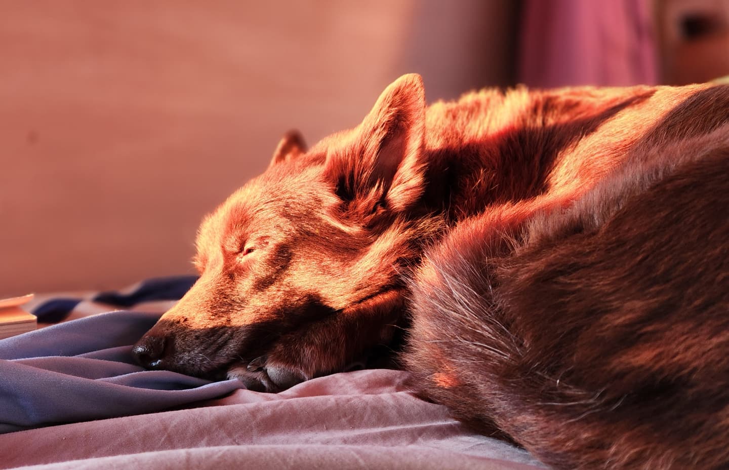 ๐ Zoe ๐๐โจ๏ธ
You beautiful old soul.
My best friend. My life partner.
She's no longer with me in a physical form.
Surrounded by the family, she got to go to sleep.
Now she's free of all the pain and discomfort. ๐
I will never touch her again. I'll never hear her grumpy barks when she wants something or is unhappy with the situation.
I'll never get her cuddles in the morning or feel her crawling next to me at night.
But I still feel her energy around me. Like she's still here. Watching me with her head leaning to the side like she's wondering what's going on.
I hope this feeling of having her around will always be with me ๐
I am forever grateful for having her in my life! โค๏ธ
For being blessed to walk next to her for such a long time. And I cherish all the moments we shared.
She was one of a kind. Our little fox ๐โจ๏ธ
This is not a goodbye. It's until we meet again. ๐
Thank you for choosing me ๐๐ญ๐