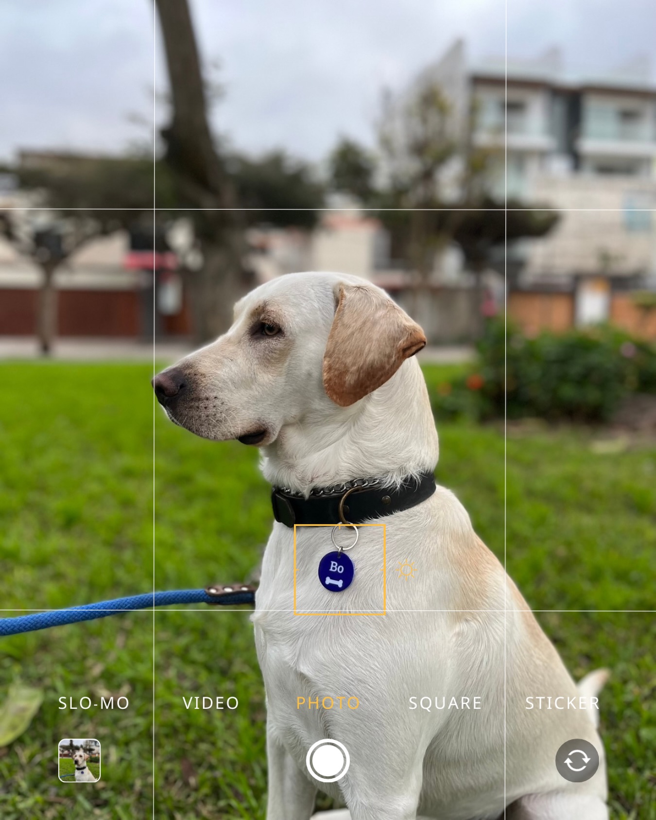 Picture perfect 📸 Si tu mascota vive en tu galería de fotos, merece una plaquita tan linda como ella 🧡