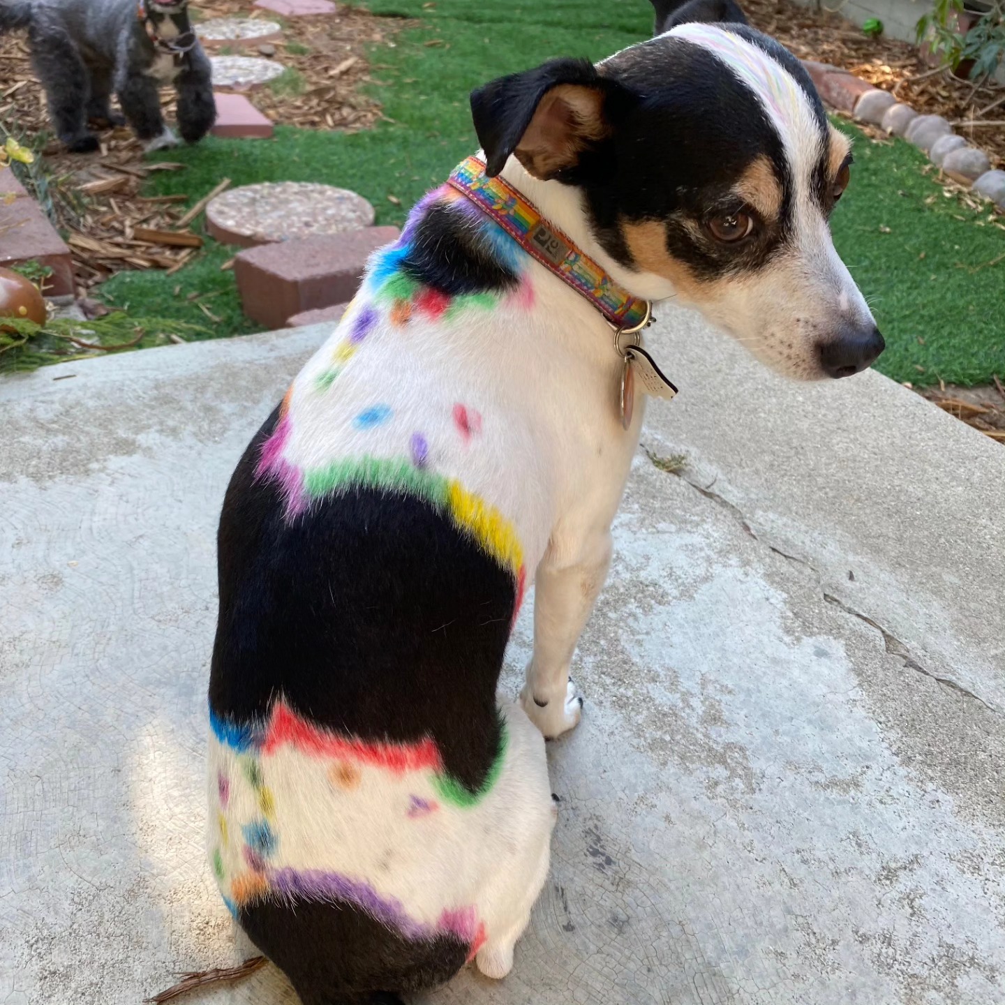 A little fun with our new chalk! This product is pet safe and is temperary fun for you and your pets. Cost effective way to add a some flaire and fun 😁 #doghairdye #dogchalkart #creativedoggrooming #creativegrooming #dogstagram