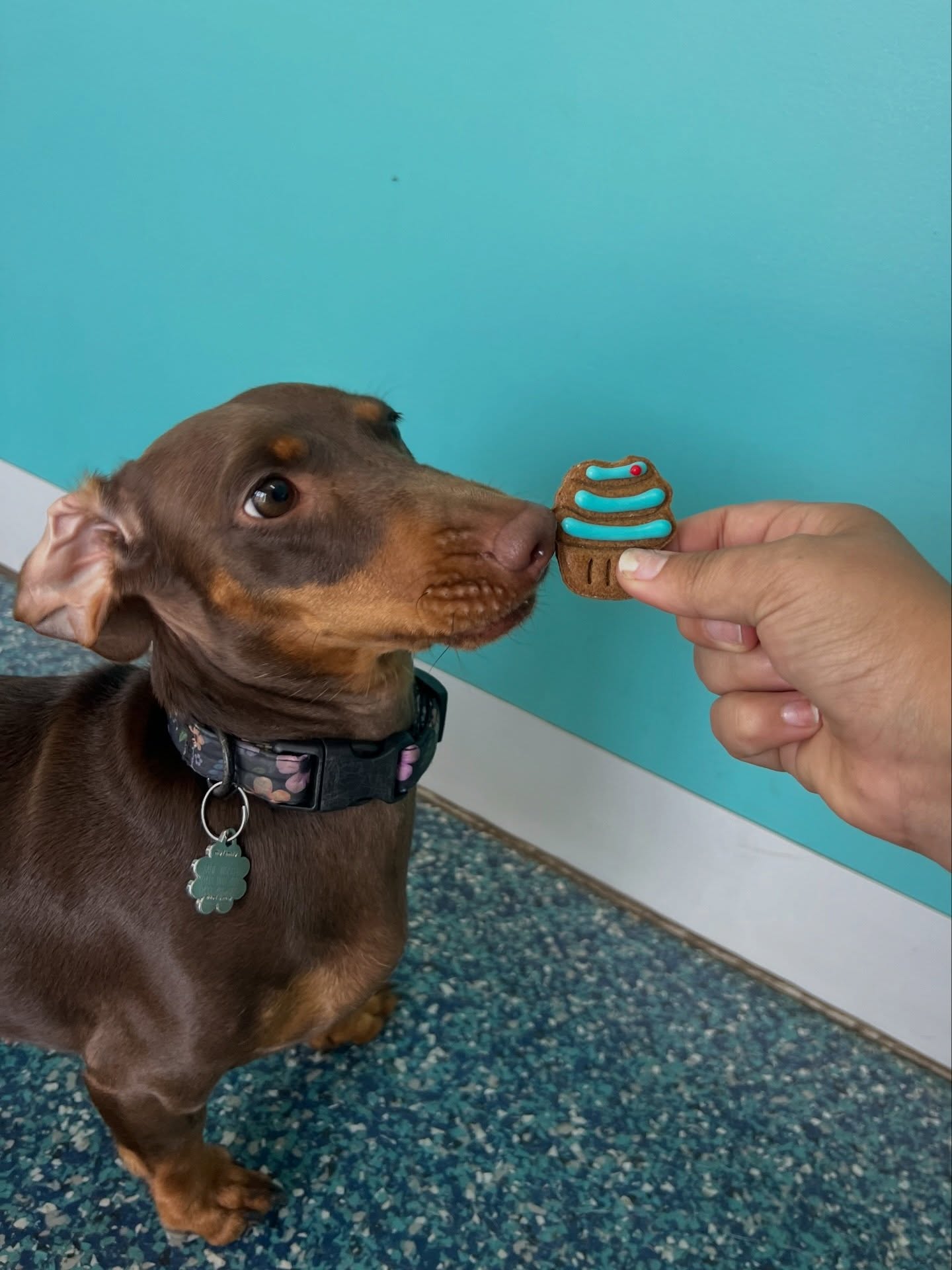 The end of an era. 🌭
Today is Sadie’s last day at HOTH! We’ve loved watching this Dashy grow up with us. She even brought in cookies to share with her best mates for her final “pawty.”
We’re going to miss those short legs and big personality!💕