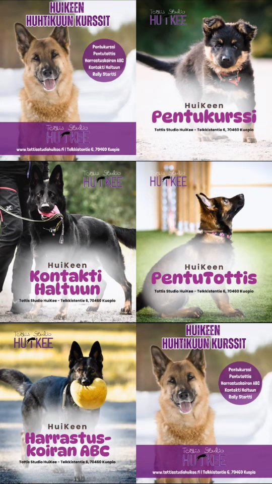 HuiKeen Huhtikuun kurssit starttaa 5.4 🔥 Joko olet tulossa mukaan? 🤩
Kursseista enemmän infoa ja ilmoittautumisohjeet löydät kotisivuiltamme ✨️
#koirakoulukuopio #koira #kuopio #koirankoulutus