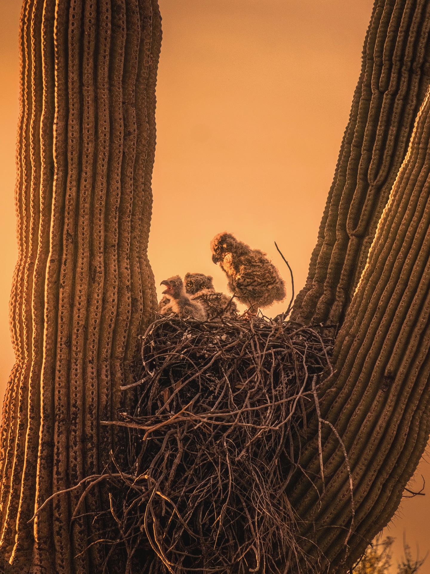 Bigger owlet siblings watching over the runt at golden hour the other night. I don’t think I’ve ever seen something cuter than this!! 🥹🦉
Here’s a few photos from two nights ago. The sunset also went crazy and we saw mama in a nearby tree keeping watch over the nest. 😭
I love this time of year when owls have their babies! More to come!! 👀