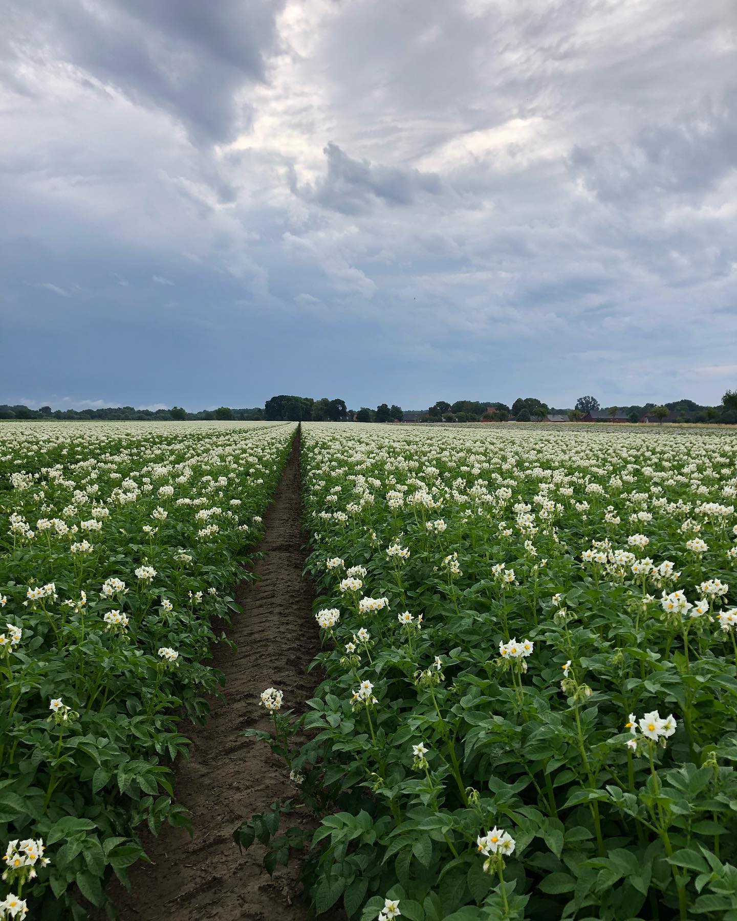 #mein Hof und ich Tag 5/7
Sprung ins kalte Wasser:
Kaltes Wasser… das dürfen unsere Kartoffeln im Sommer hin und wieder genießen.
Wenn die Natur nicht mit ausreichend Regen vom Himmel dafür sorgt, kommt bei uns teilweise eine Beregnung mit ins Spiel.
Ja, wir beregnen mit Grundwasser und das ist ein emotionales Thema, gerade nach dem letzten viel zu trockenen Sommer.
Jeder Beregnungsgang ist wohl überlegt: denn Technik, Arbeit und Energie bedeuten für uns einen hohen Aufwand.
Der richtige Zeitpunkt entscheidet über den Erfolg oder Misserfolg eines „Beregnungsganges“. Beregnet man zu früh oder zu spät, war es oft vergeudete Liebesmühe. Beregnet man bei Hitze und Wind ist es ineffizient.
Ich bin davon überzeugt, dass der richtige Einsatz vom „kalten Nass“ nicht nur für uns Landwirtinnen von Vorteil ist, weil wir höhere Erträge erwirtschaften.
Meiner Meinung nach ist es auch gesamtgesellschaftlich vorteilhaft, weil der gezielte Einsatz von Beregnung zum richtigen Zeitpunkt für Ertrags- und Qualitätssicherung sorgt. Davon profitieren alle.
#wasser #beregnung #doitright #kaltesnass #grundwasser #regen #kartoffeln