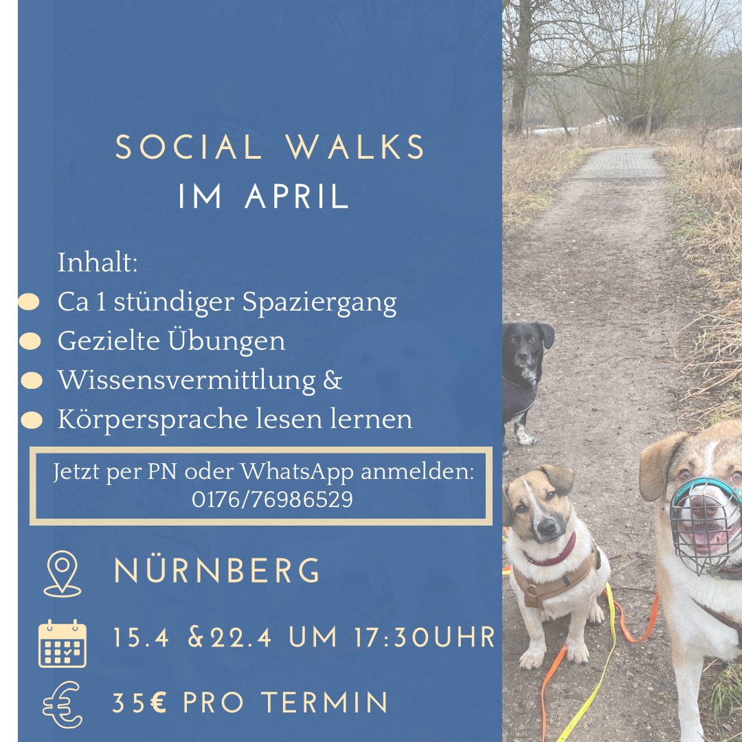 Im April gibt es wieder neue Socialwalktermine in Nürnberg!
Dabei handelt es sich um einen von einer Trainerin geführten Spaziergang an der Leine.
Lerninhalte sind:
✅Deeskalierendes Verhalten
✅Umgang mit Frontalbegegnungen
✅Körpersprache beobachten und richtig interpretieren
💡Ideal für Hunde die gegenüber anderen Hunden Bellverhalten, Aggressionsverhalten, Frust, erhöhte Erregung oder Unsicherheiten zeigen.
Wir gehen individuell auf das gezeigte Verhalten der Hunde ein und bauen immer wieder Übungen in den Spaziergang mit ein.
➡️Anmeldung gerne per PN oder WhatsApp!