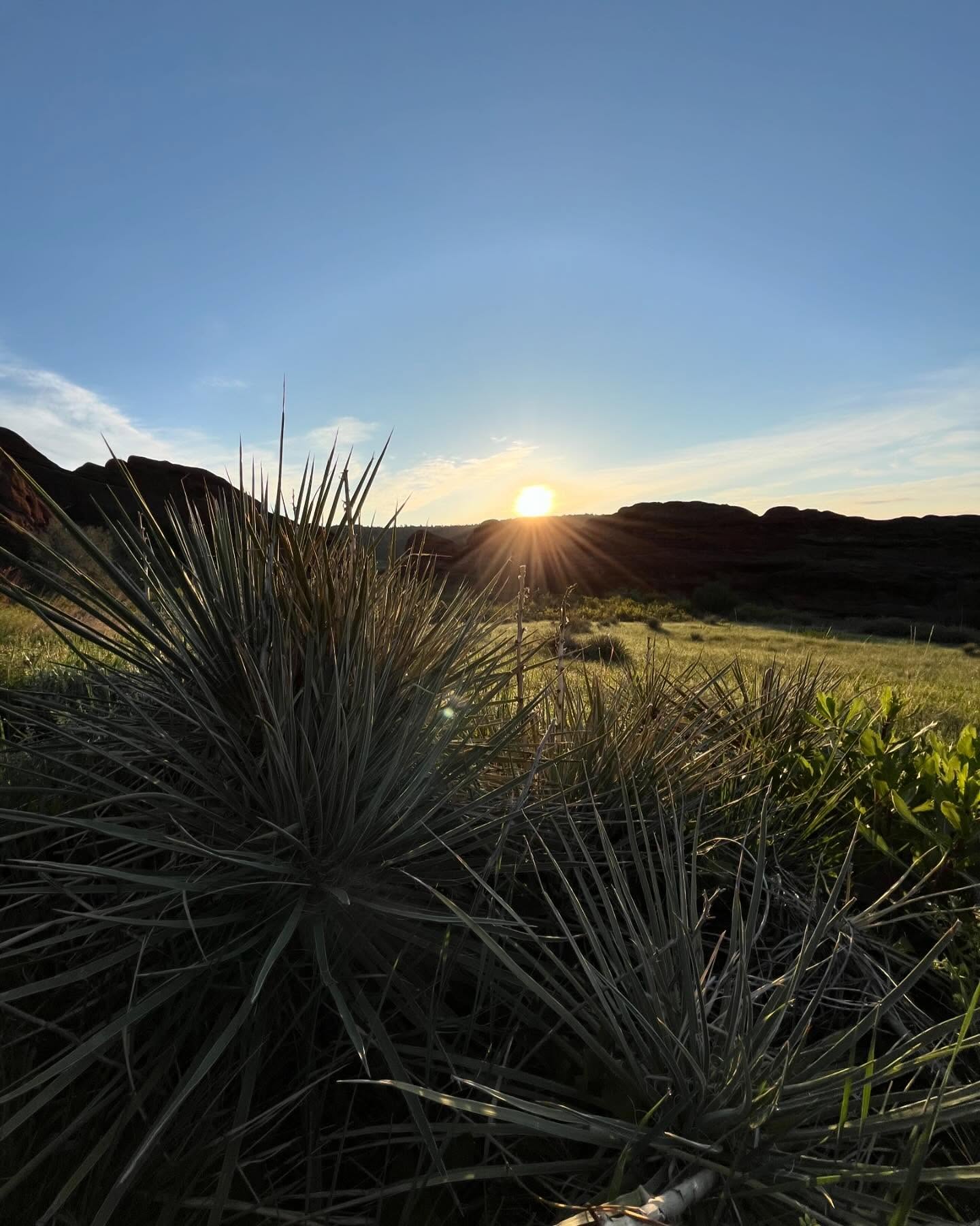 Yucca plants are native to Colorado and can be found all over the park. We are waiting for them to bloom 🌼
#hikecolorado #denvercolorado #adventuresincolorado #sunrisecolorado #thingstodoindenver #redrocksamphitheater