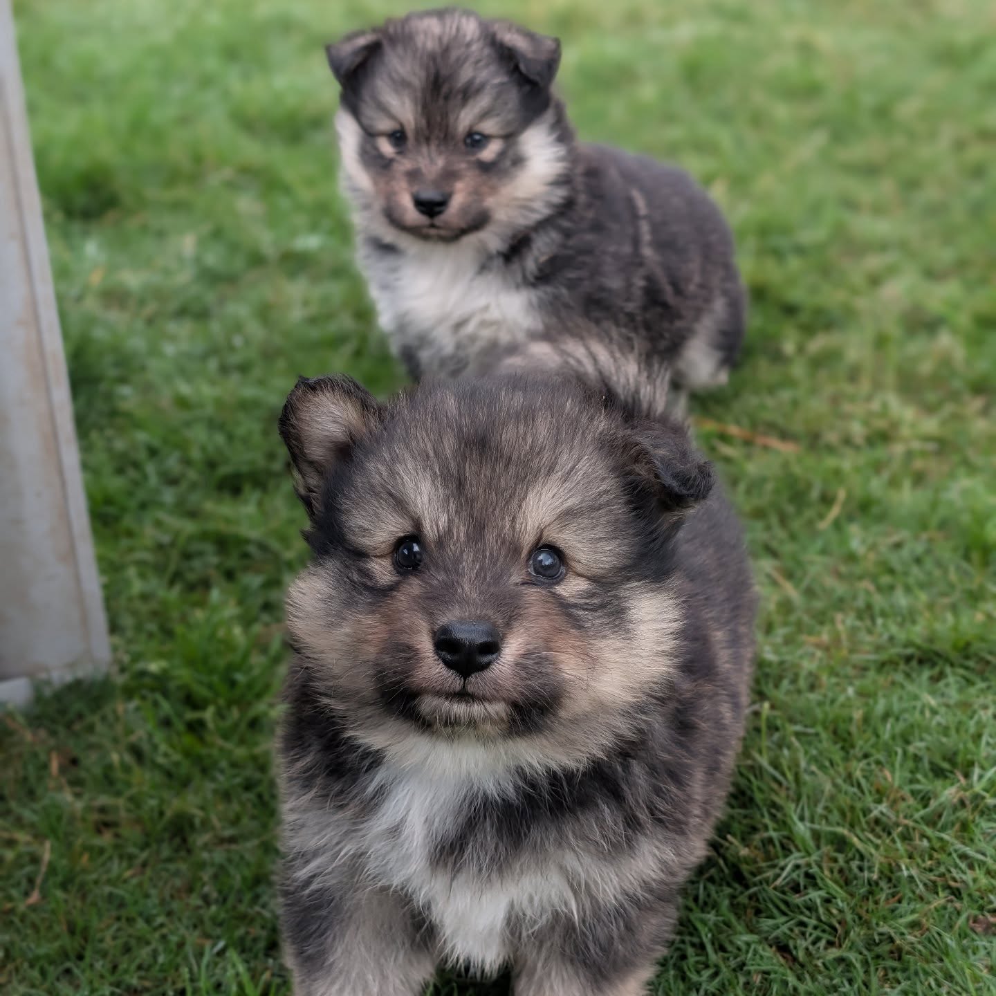 Wolfie and Fawn checking in on this beautiful Wednesday morning, here's to cooler days with the sun shining 🌟
